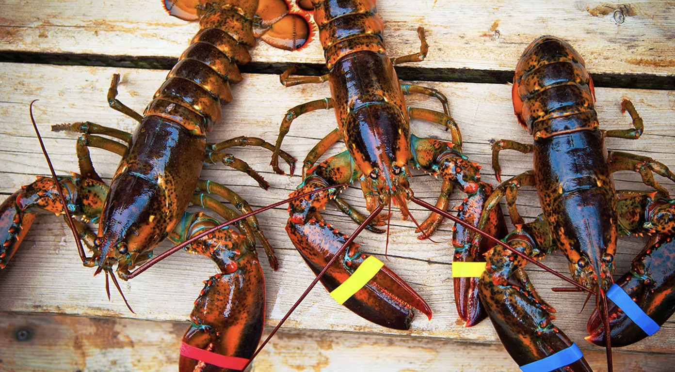 3 takeaways from governor candidates at the Maine Fishermen’s Forum