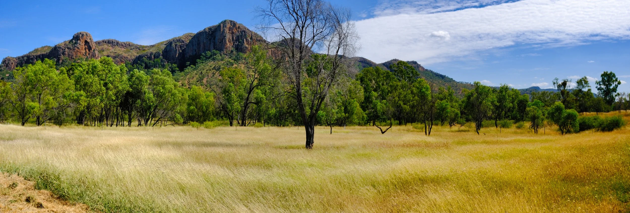 Golden grasslands Central Queensland