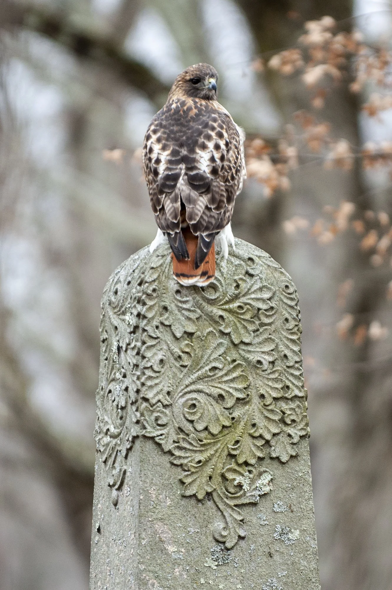 Hawk.jpg