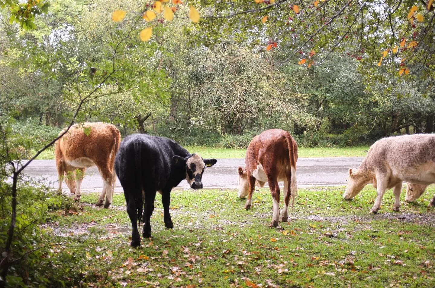 needed to post the rest of my photos from southern England 🐄 this was so magical and dreamy I don&rsquo;t even have words to explain my feelings. I loved England much more than I could&rsquo;ve anticipated.