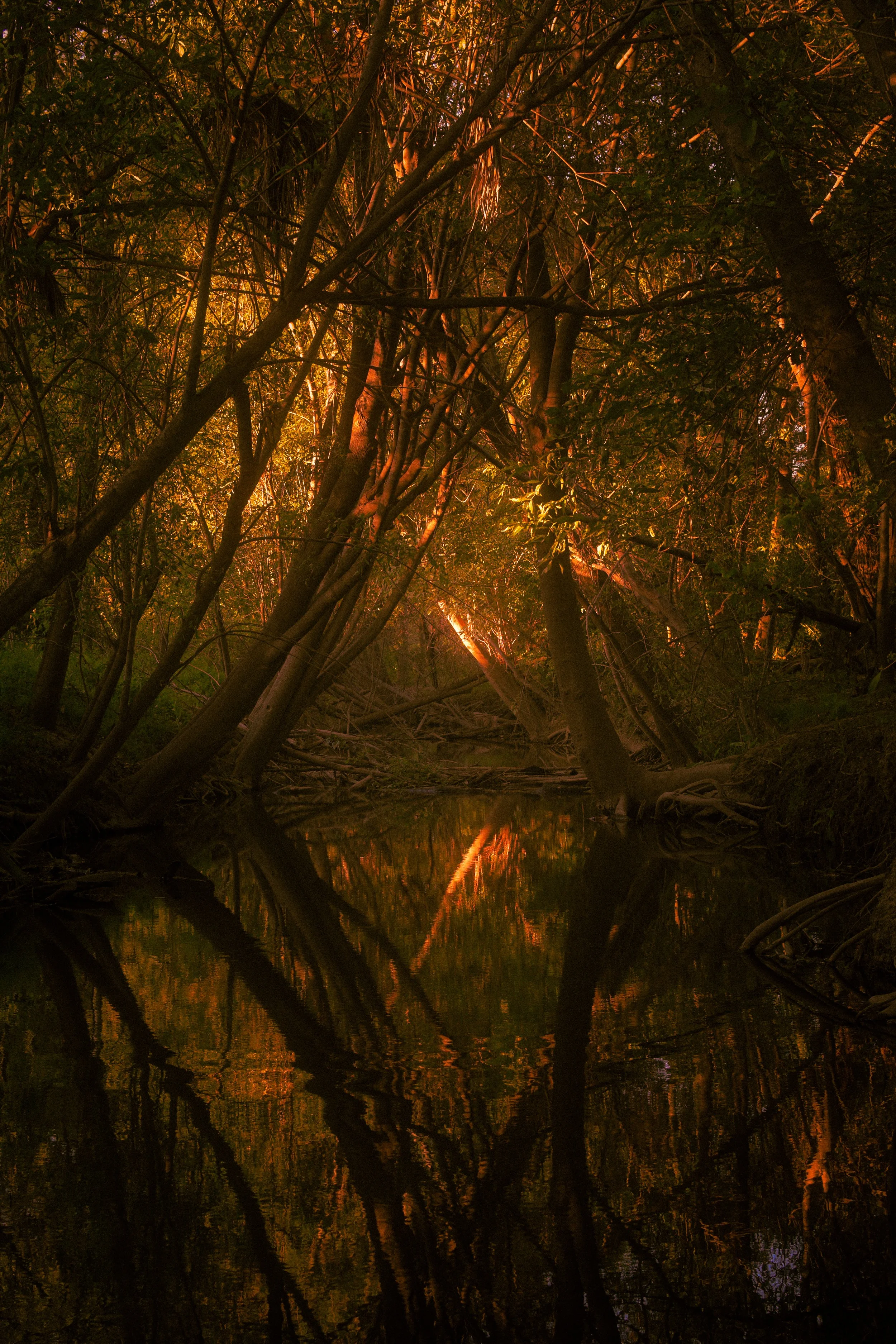 A dense forest with trees leaning over a small water body, illuminated by a warm orange glow from sunlight filtering through the foliage.