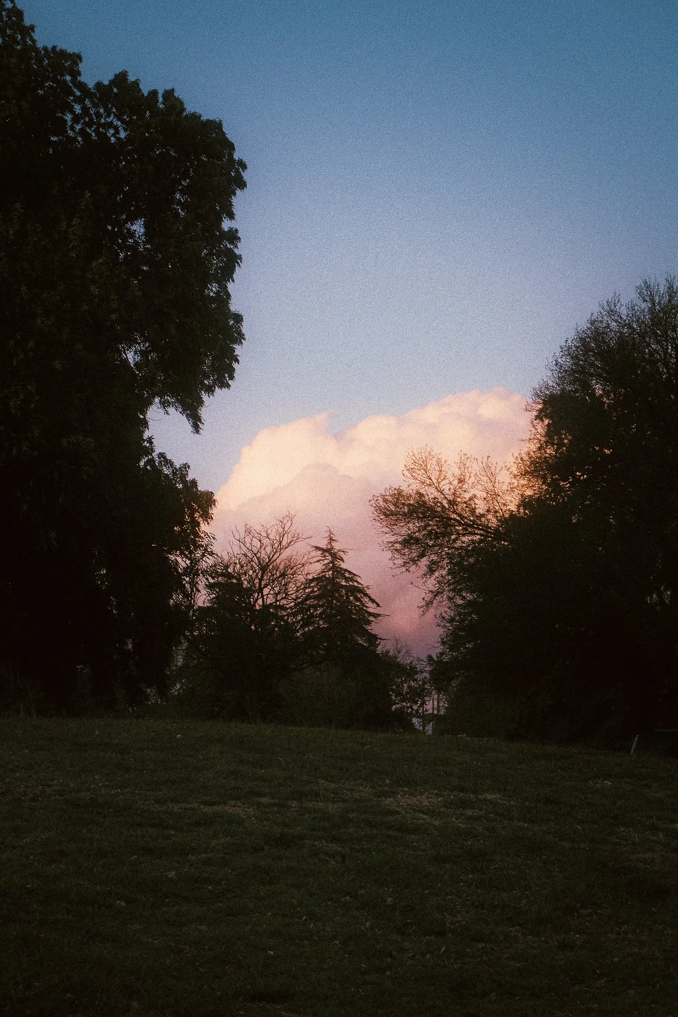 A landscape scene at dusk featuring dark silhouetted trees and a large cloud with pink and purple hues in the sky.