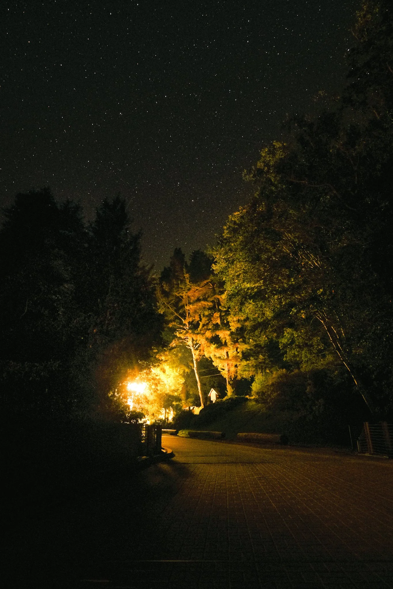 Nighttime scene with a dark sky filled with stars, illuminated trees, and a pathway.