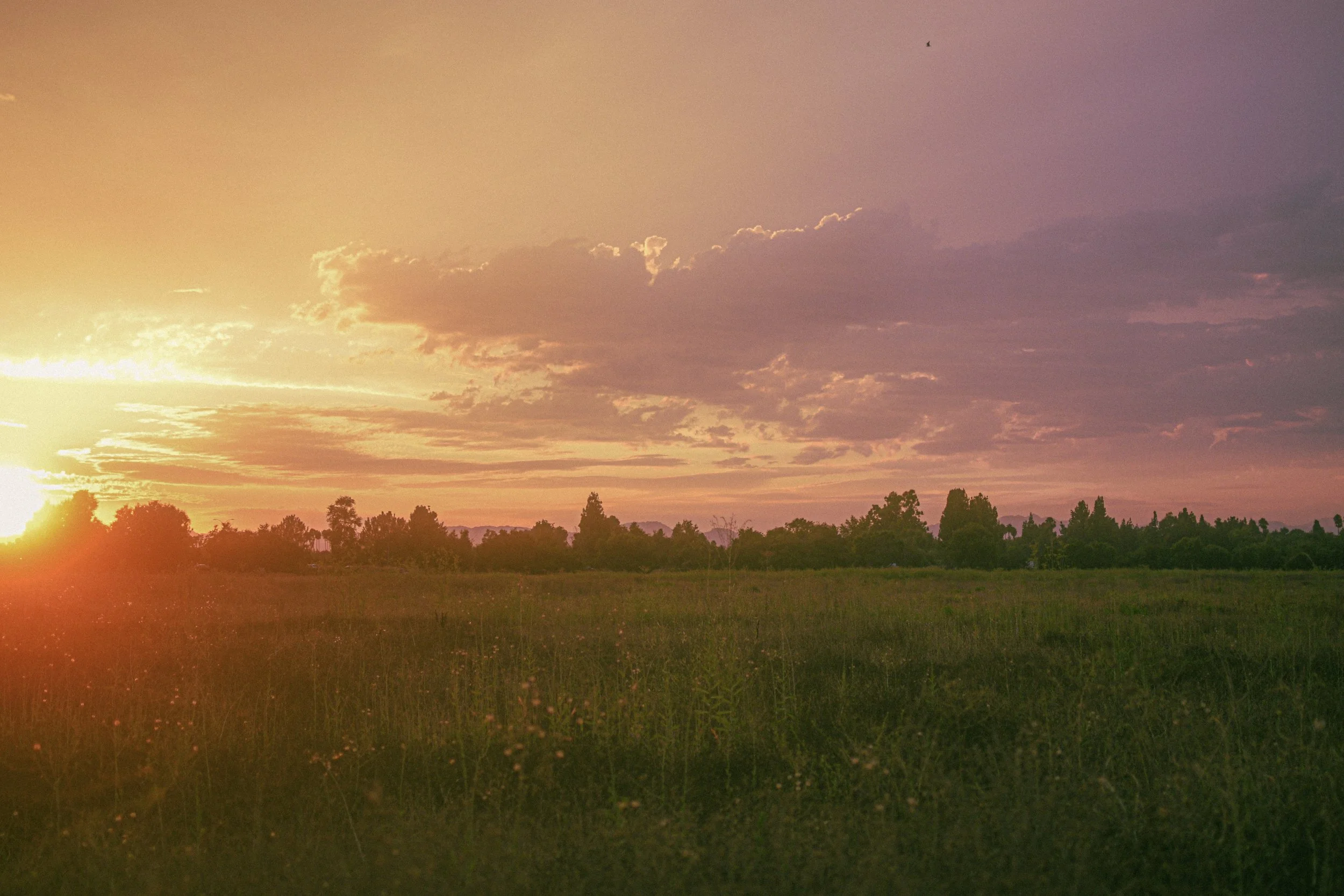 A landscape of a grassy field at sunset with a few scattered trees and a cloudy sky with hues of pink, purple, and orange.
