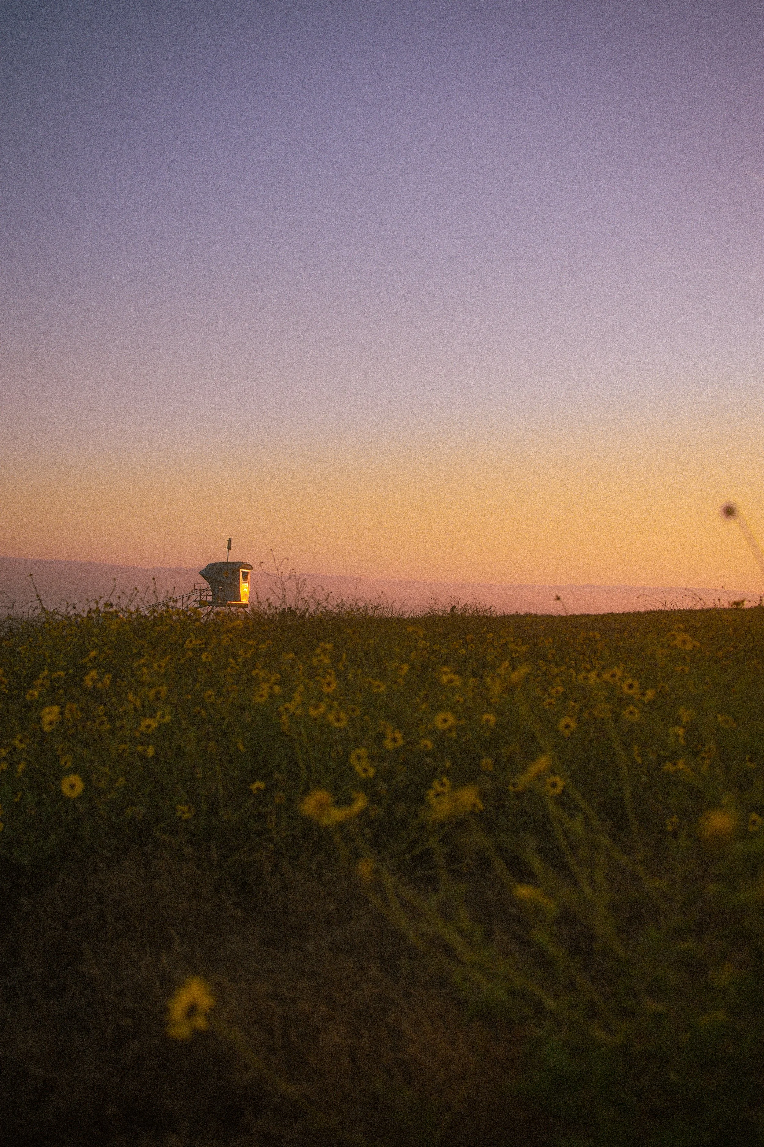 Sunset over a field of yellow flowers with a fire lookout tower in the distance.