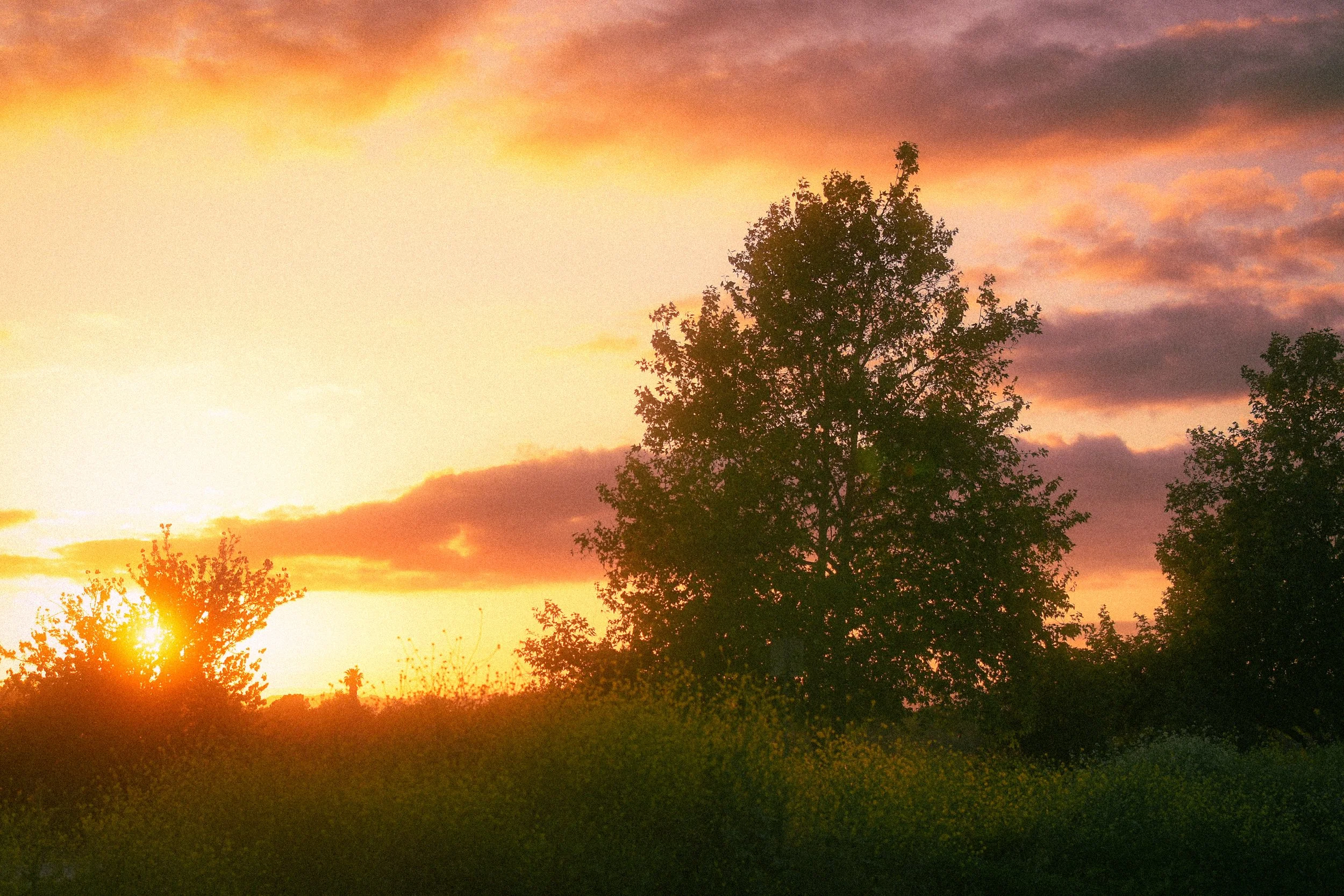 Sunset over a landscape with silhouetted trees, a large tree in the center, and a sky with orange, pink, and purple clouds.