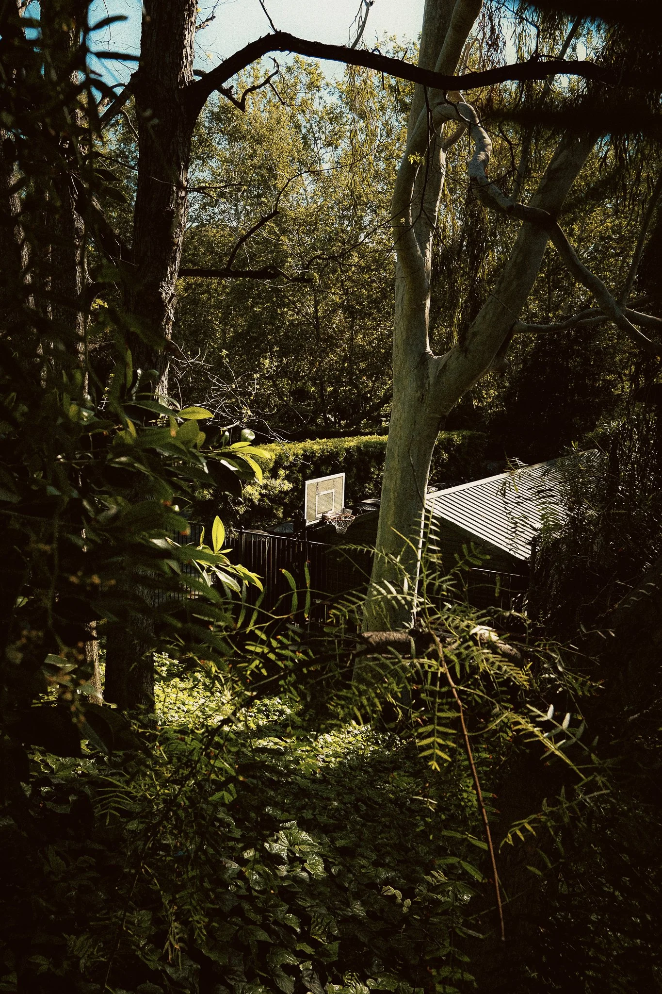 A backyard garden scene with trees, dense foliage, and a small basketball hoop attached to a building with a corrugated metal roof, partially obscured by plants.
