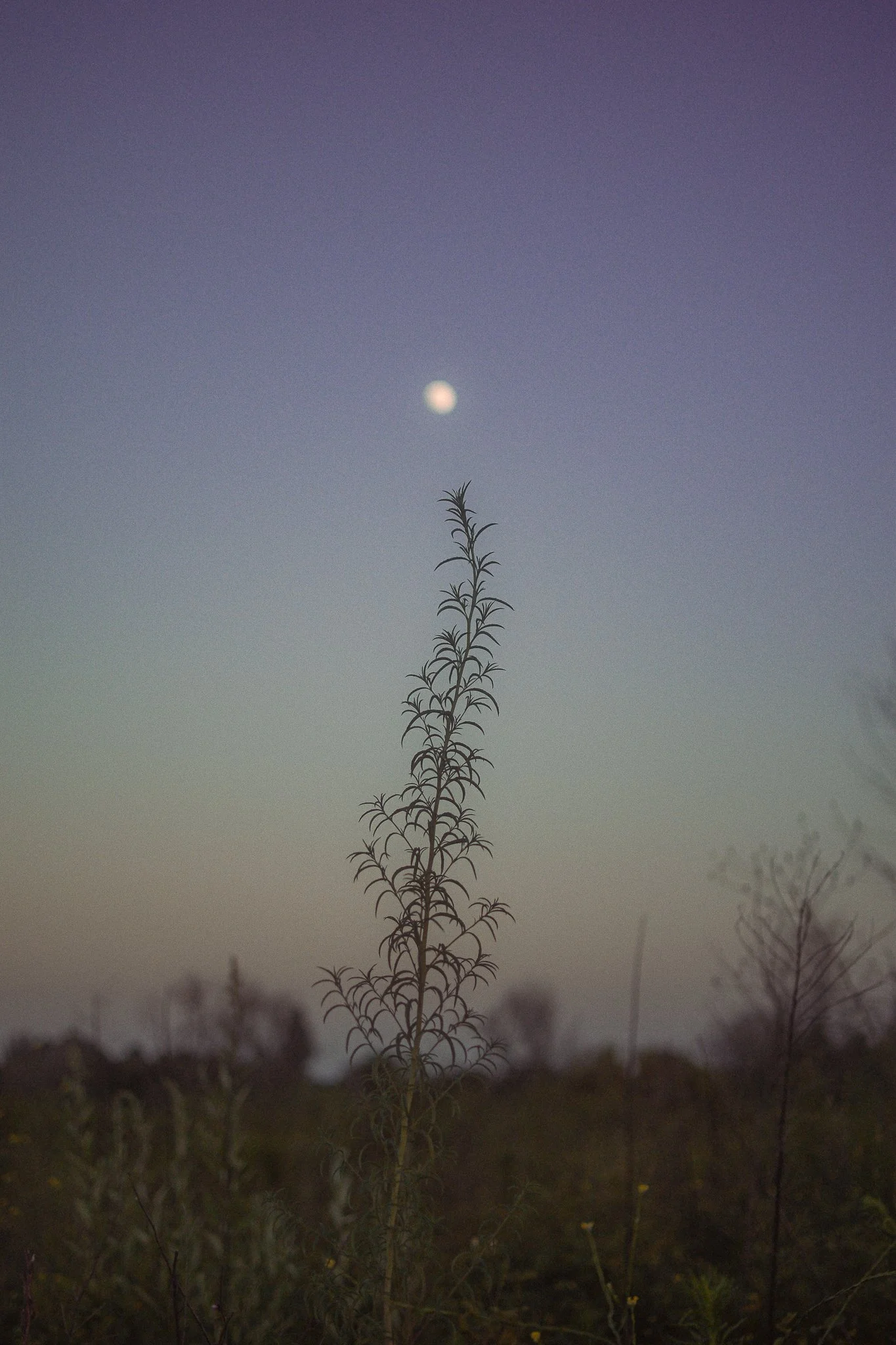 A tall plant with narrow leaves stands in the foreground under a twilight sky with a visible moon.
