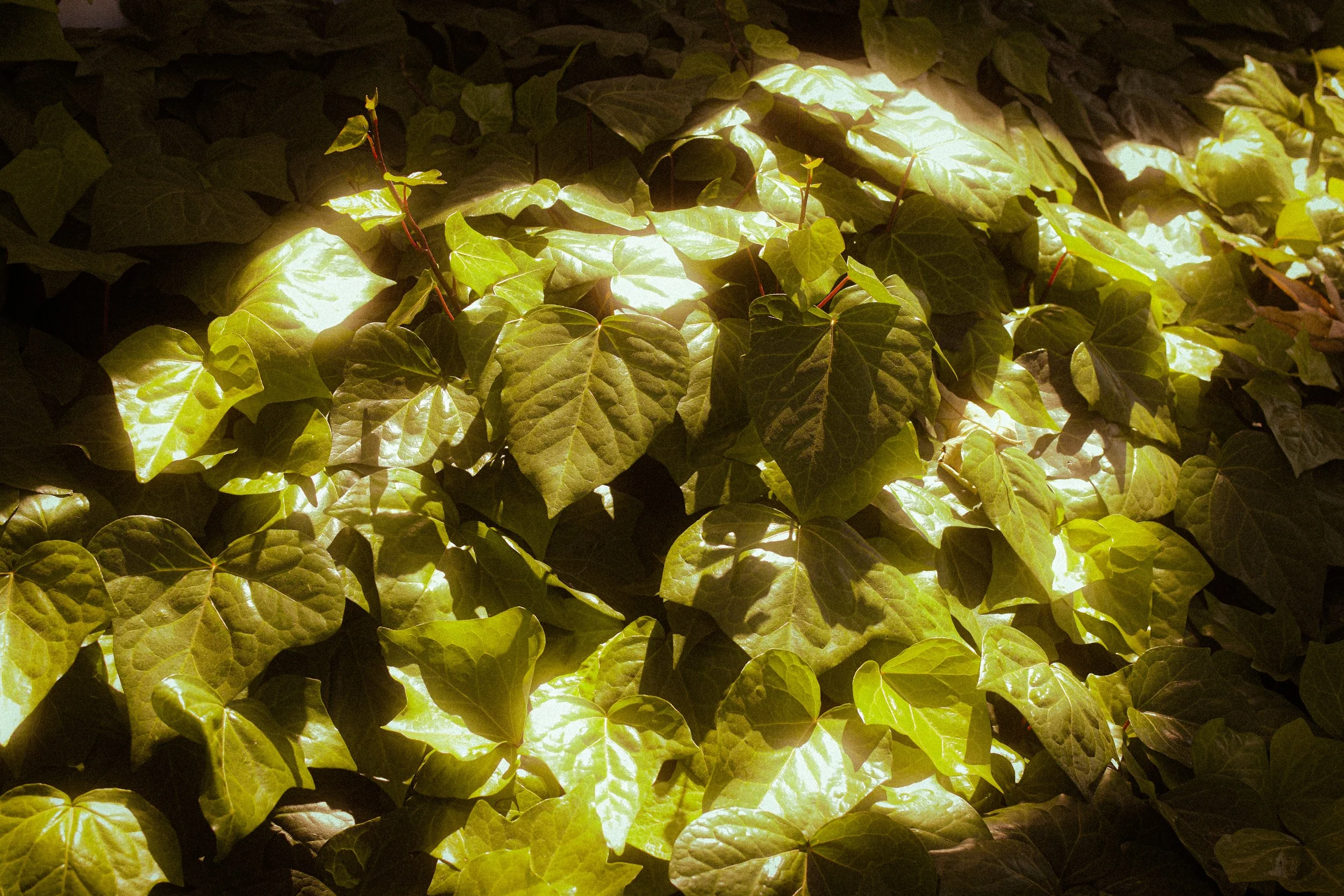 Close-up of ivy leaves illuminated by warm light.