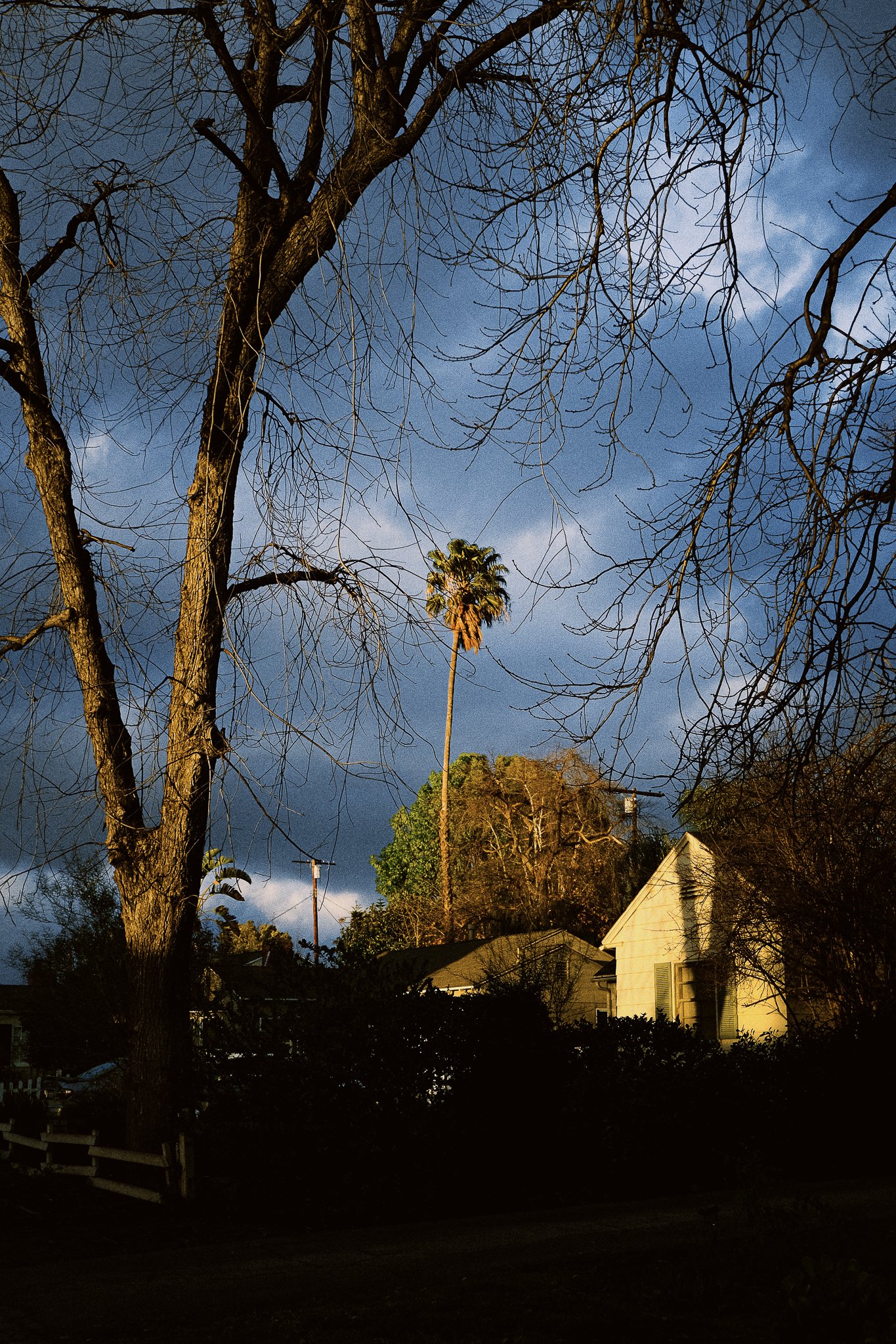 A large, leafless tree in the foreground with a house, bushes, and a tall palm tree behind it. The sky is partly cloudy with dark and light clouds.