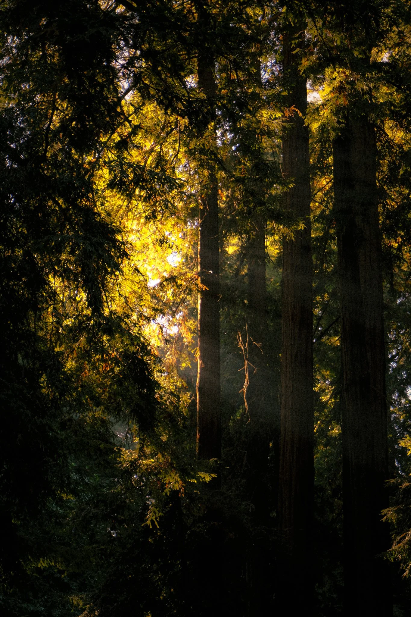 Sunlight filtering through a dense forest of tall trees with green foliage.