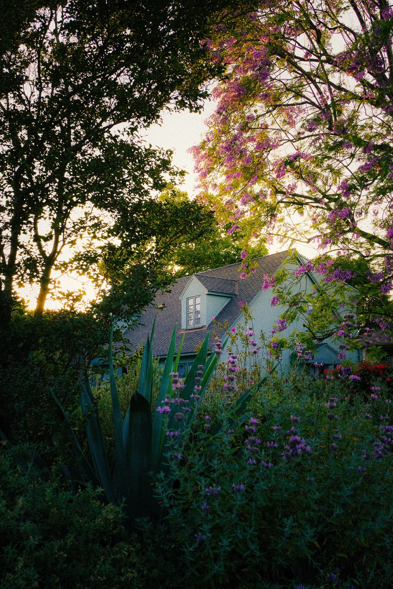 A house surrounded by lush green trees and flowering bushes with purple blossoms, with the sky at sunset in the background.