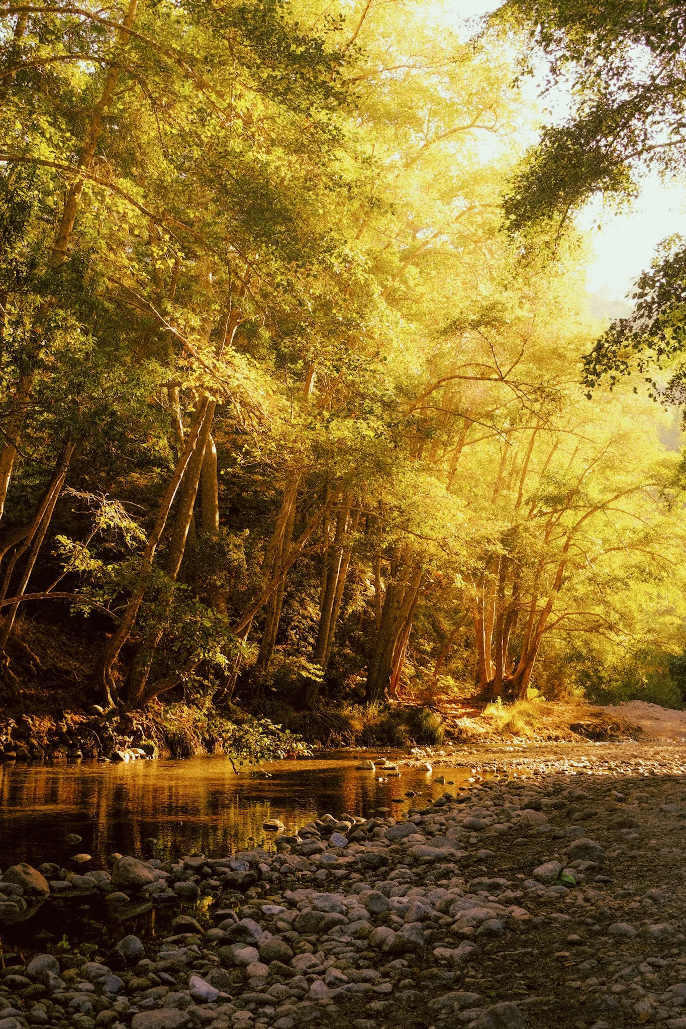 Sunshine filtering through a dense forest of trees, with a rocky riverbank in the foreground.