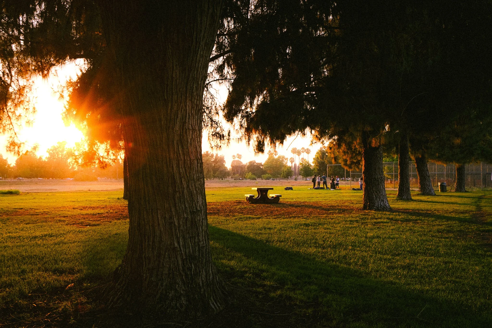 A park during sunset with large trees, a picnic table, and people in the background near a baseball or softball field.