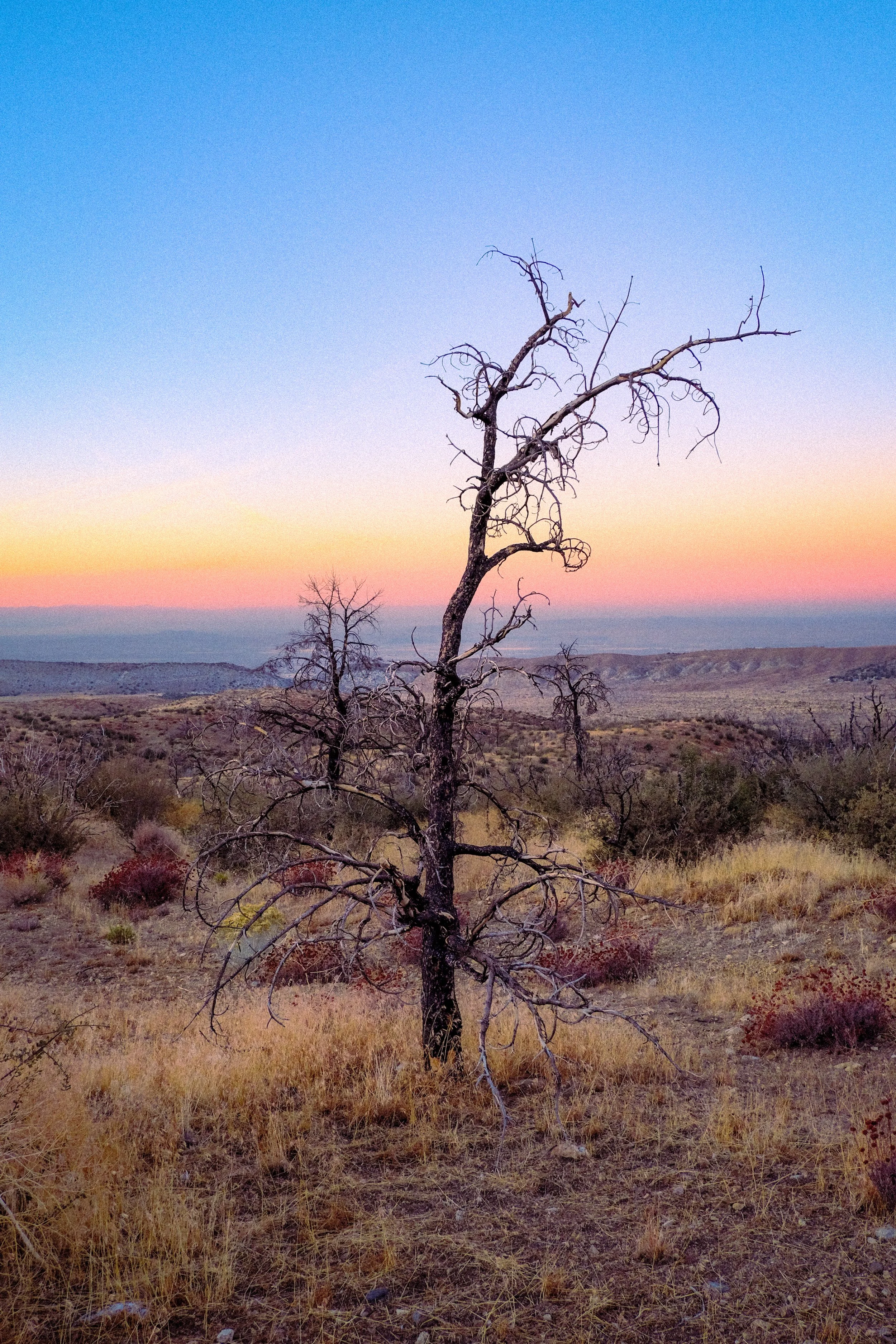 A barren tree stands in a desert landscape at sunset, with a colorful sky in the background.