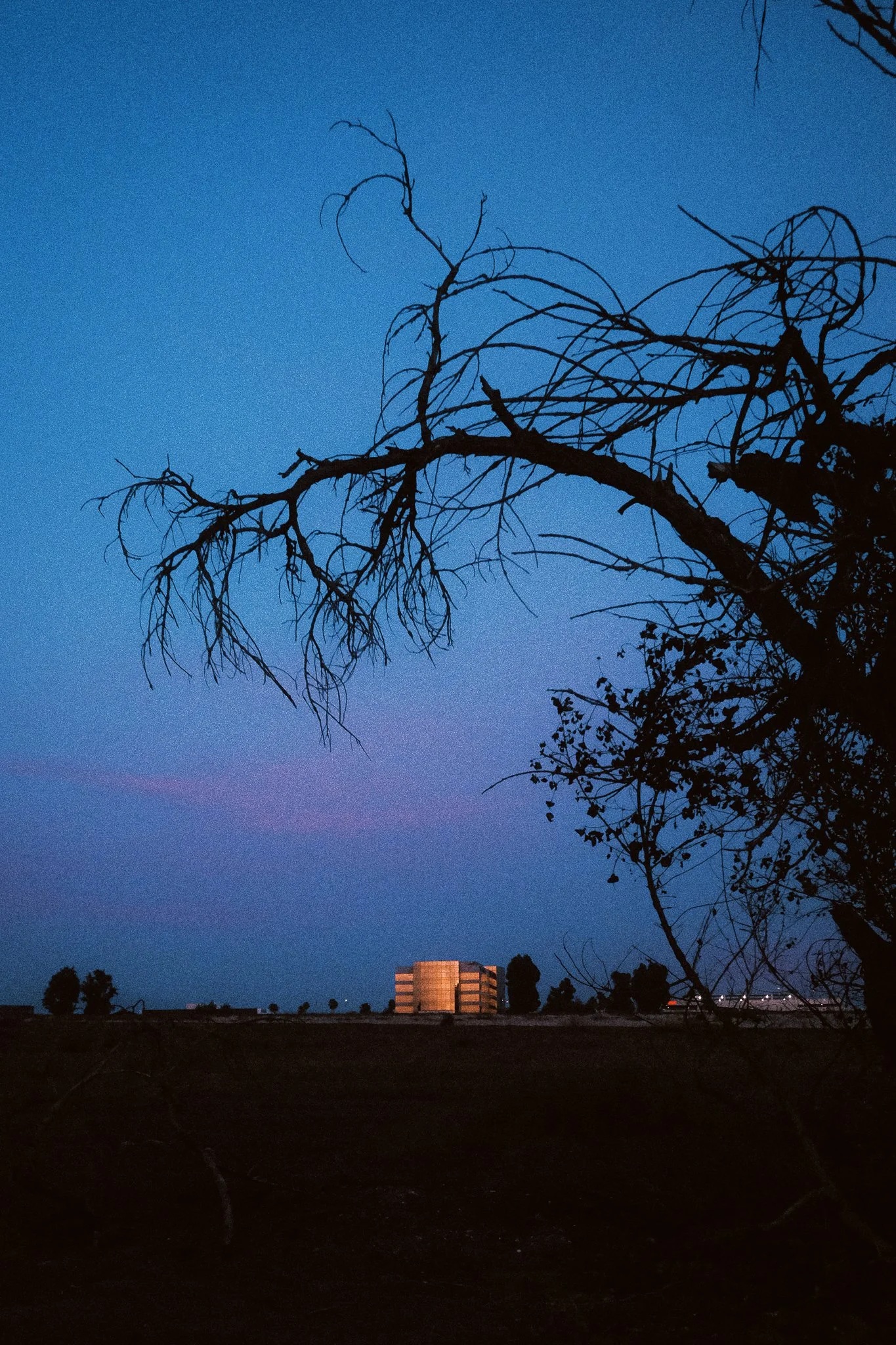 Nighttime scene of a tree with bare branches in the foreground and a building in the distance under a dark blue sky