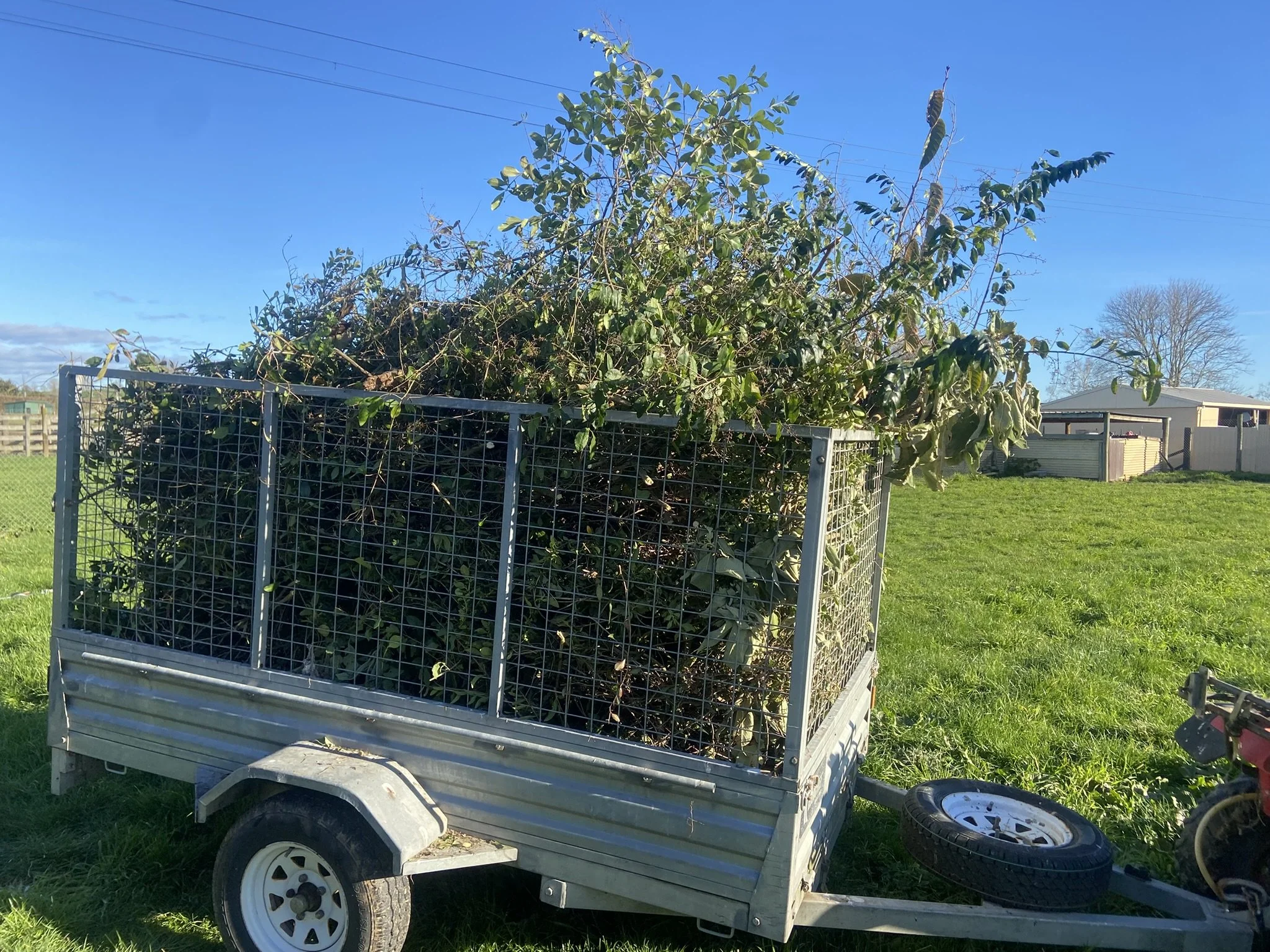 A trailer loaded with green and brown branches and leaves on a grassy field under a blue sky.
