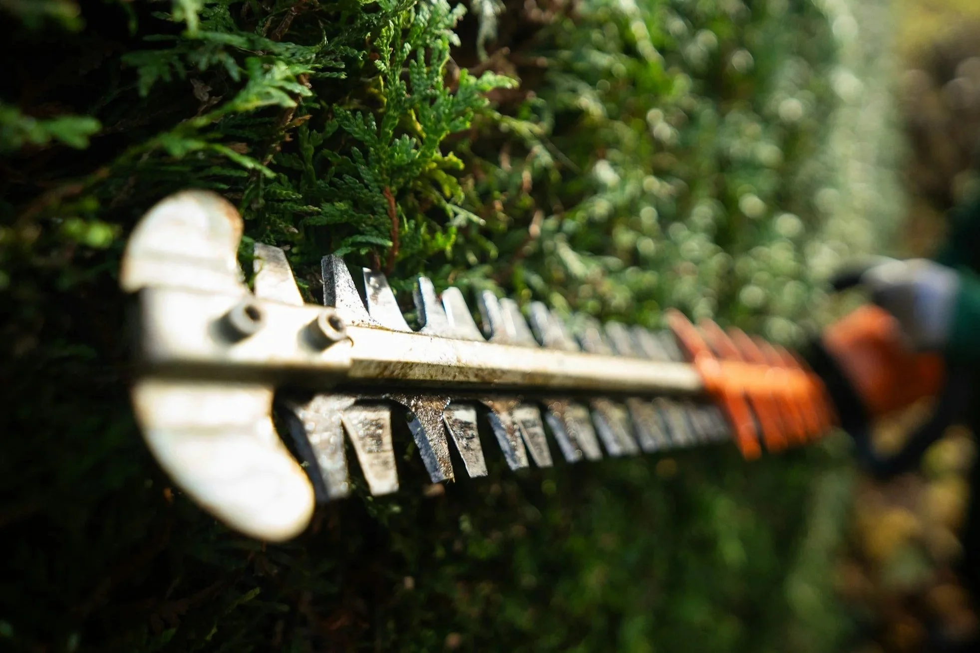 Close-up of a ruler with black and white markings lying on the ground among green moss and plants.