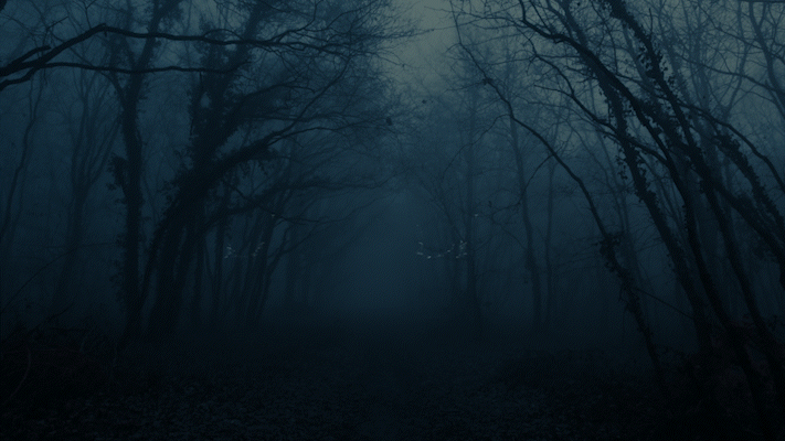 Dark, foggy forest with leafless trees and a narrow path