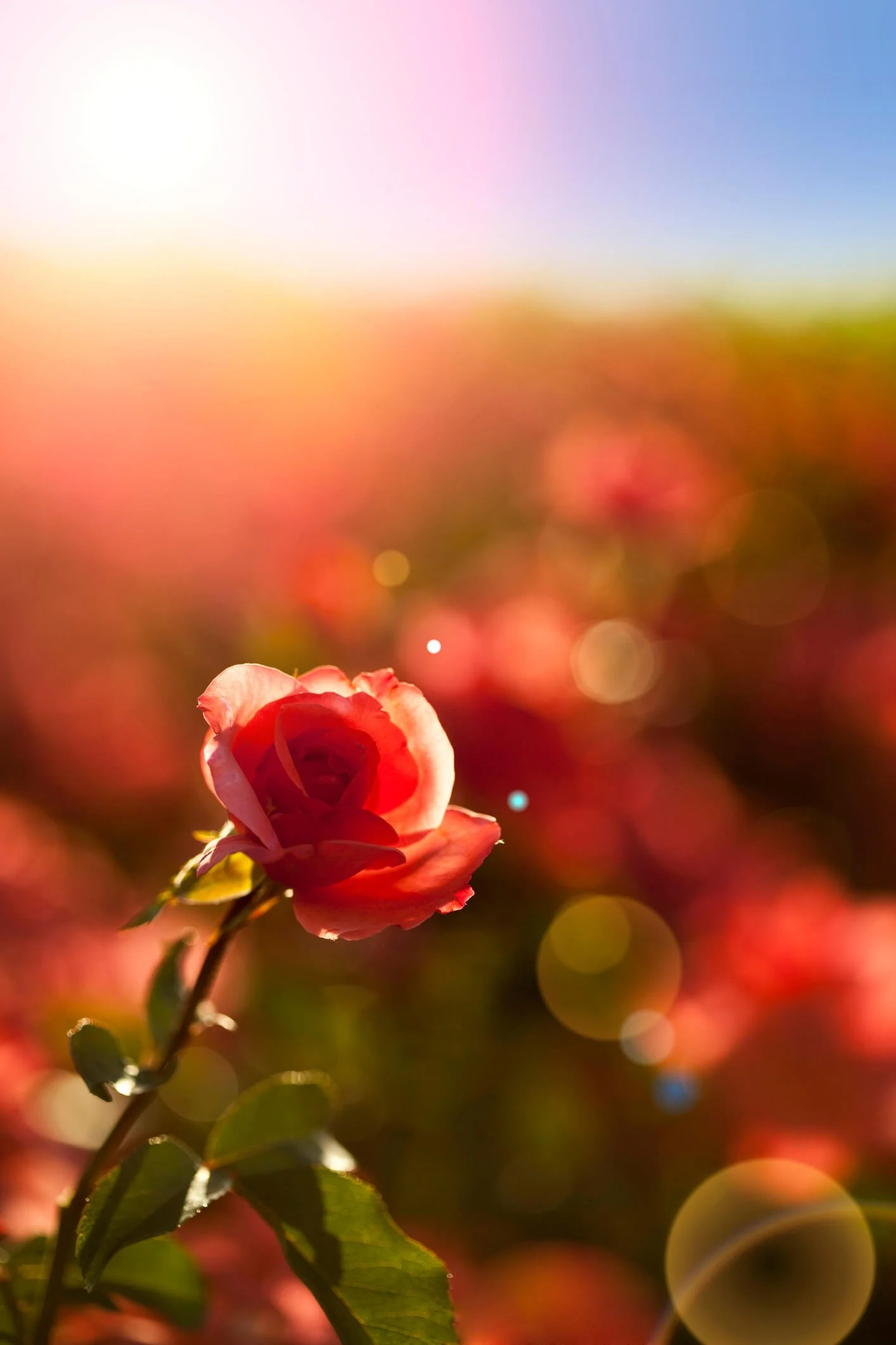 April/May Monday Evenings: 4/13/2026-5/11/2026