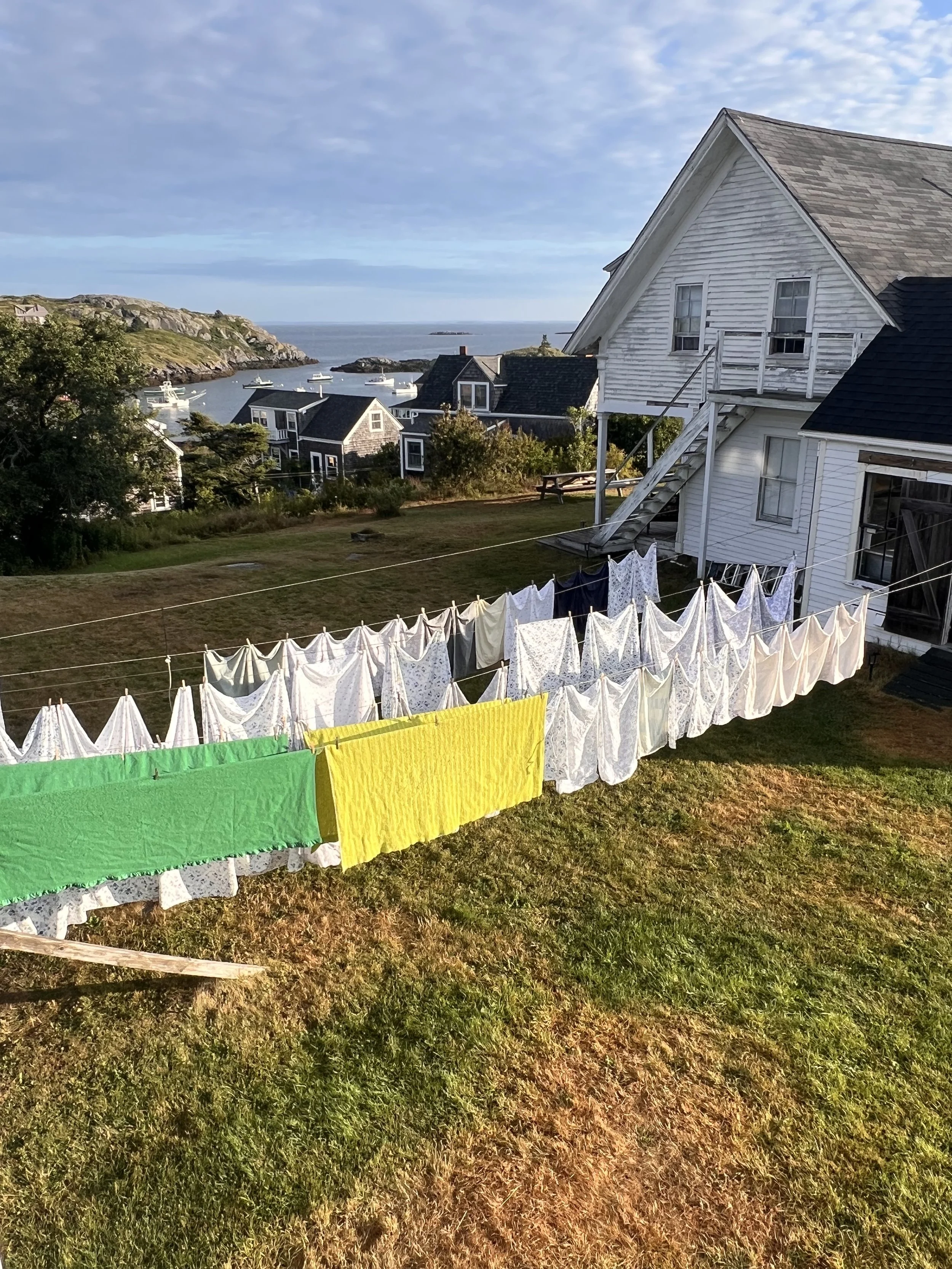 Trailing Yew, Monhegan, ME