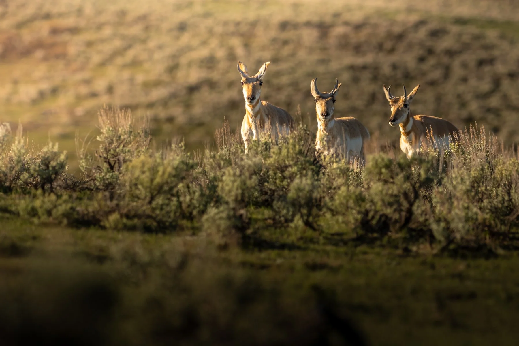 2026-05-03[Yellowstone Wildlife Safari- Rosemarie Skillman]- WEB-24.jpg
