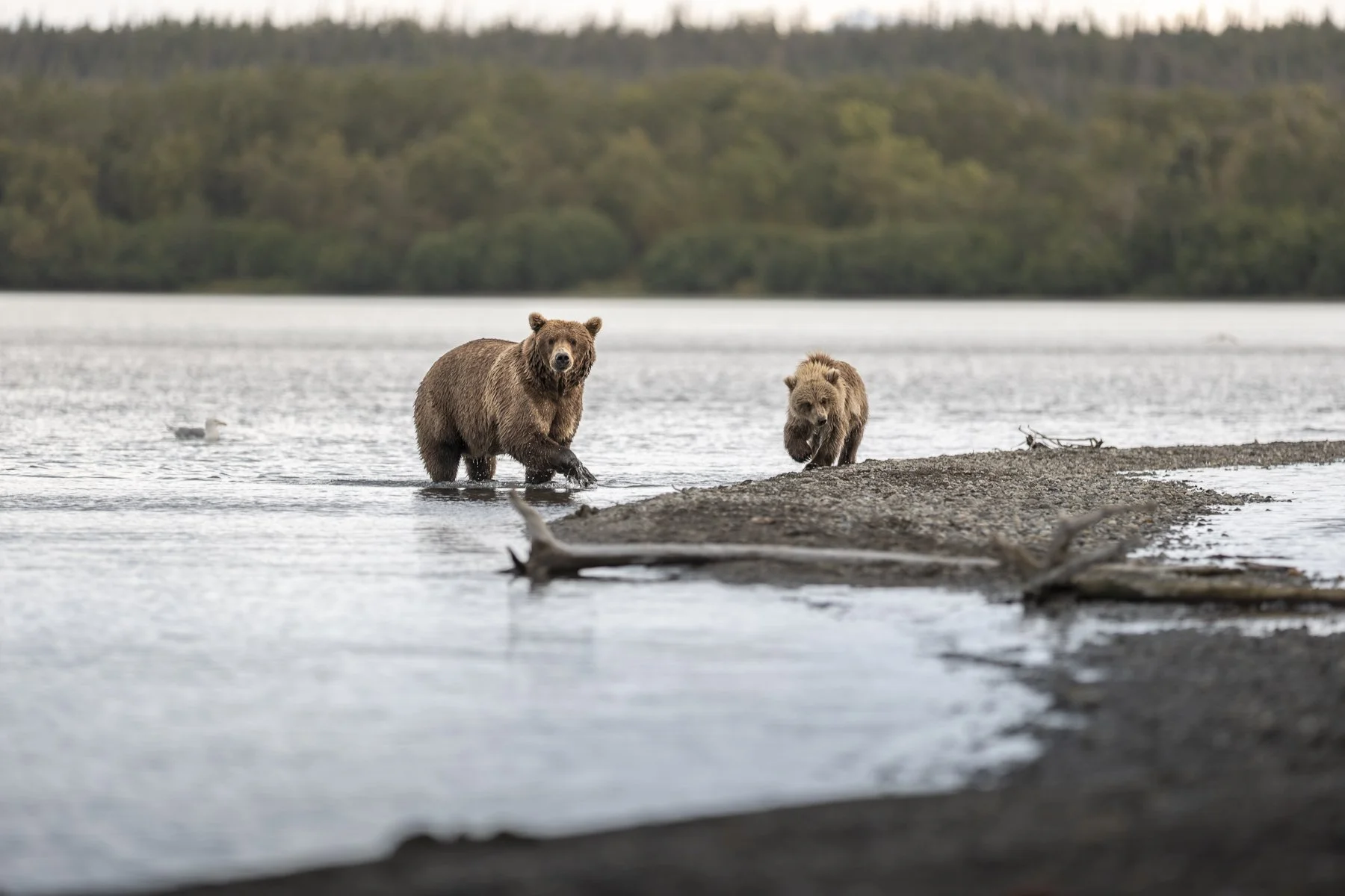 2026-09-06 [Brown Bears of Alaska Brooks Falls Rosemarie Skillman] WEB-5.jpg