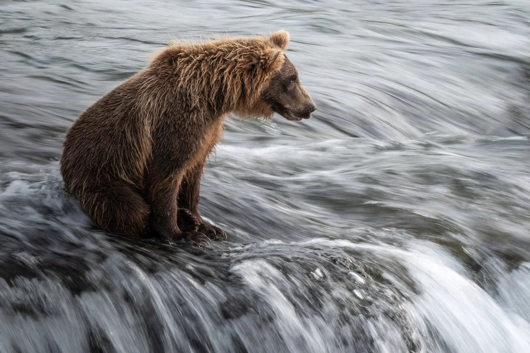 2026-07-30 [Great Bears of Katmai- Rosemarie Skillman] WEB-4.jpg