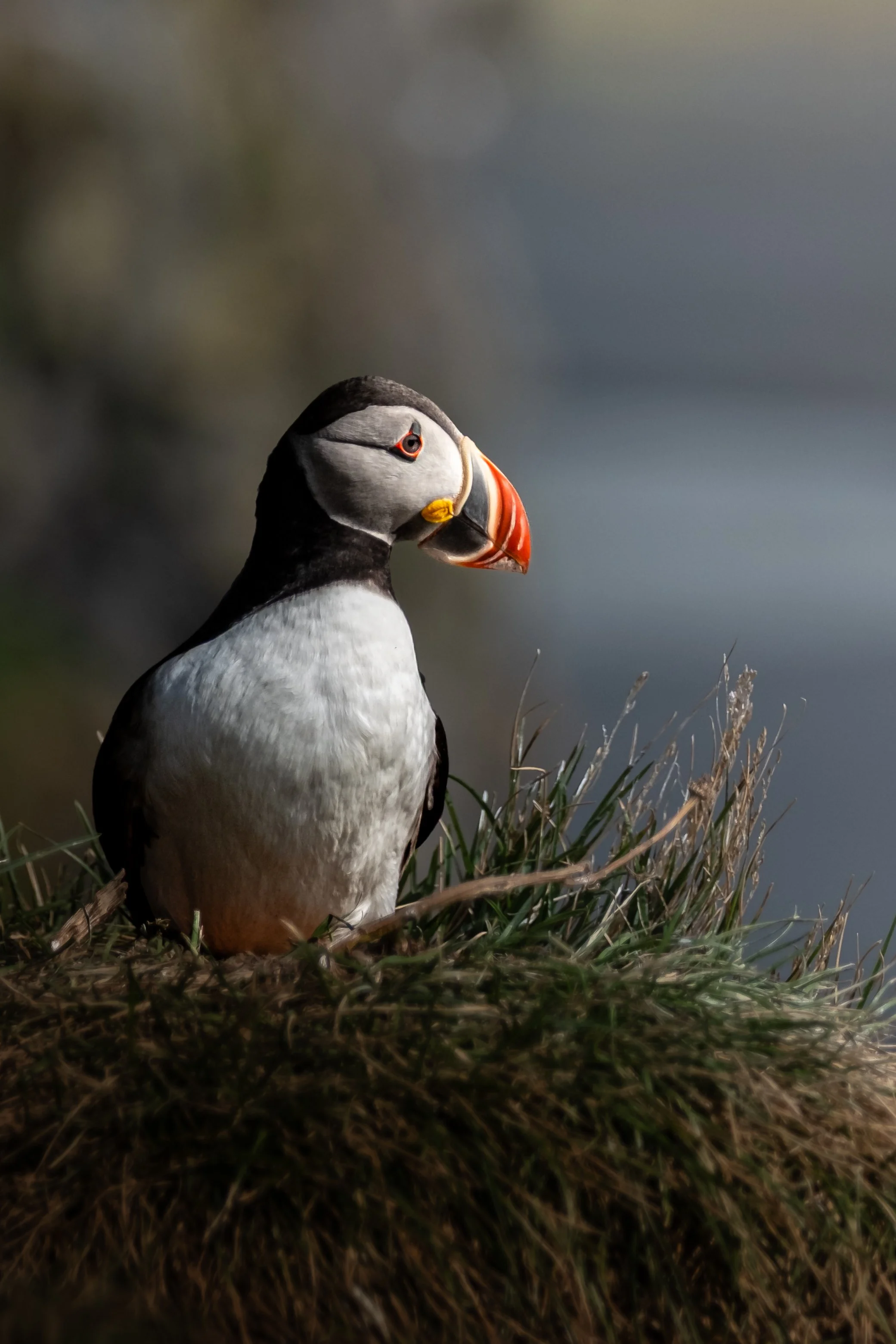 Perfectly Perched Puffin .jpg