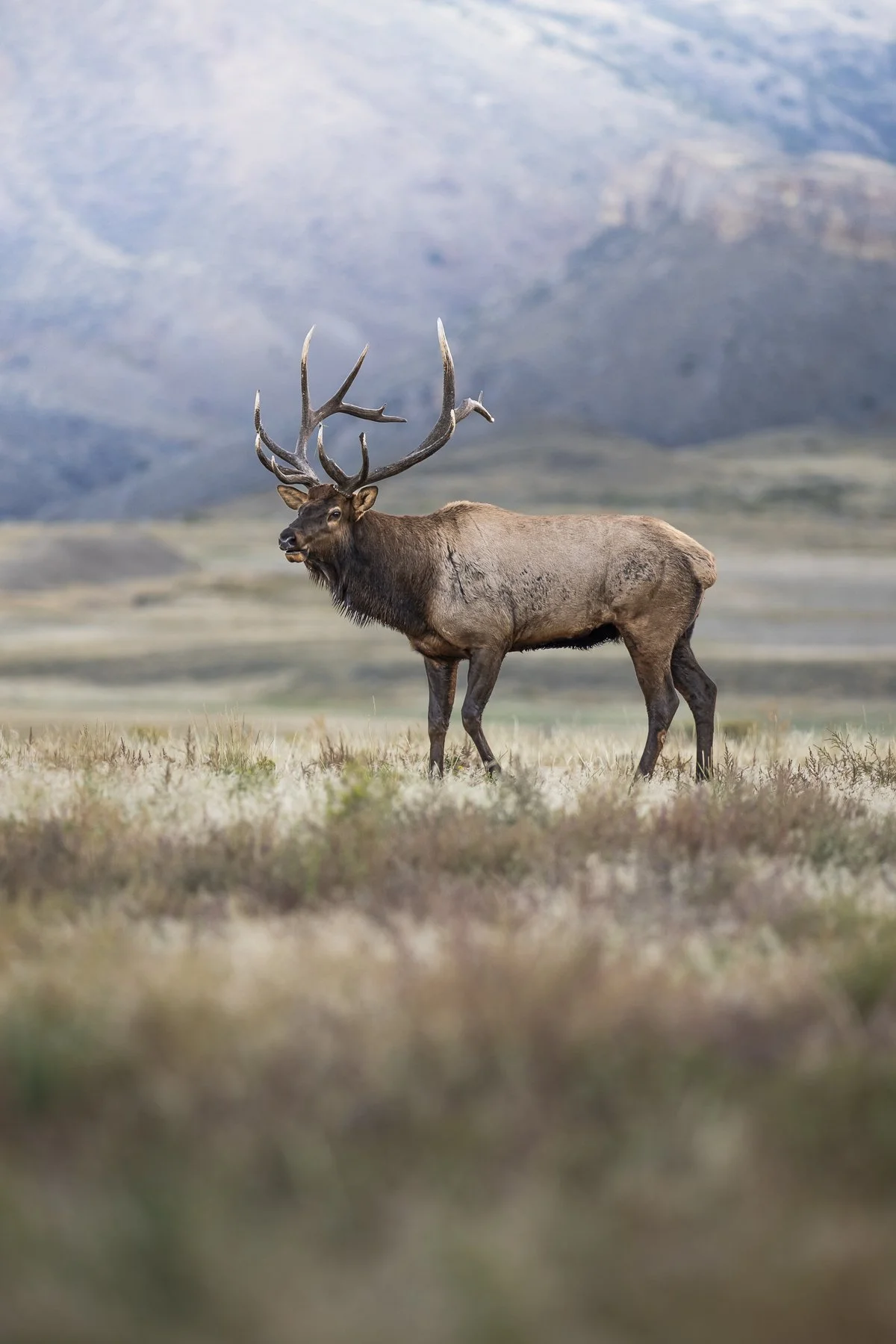 Good Morning, Bull Elk