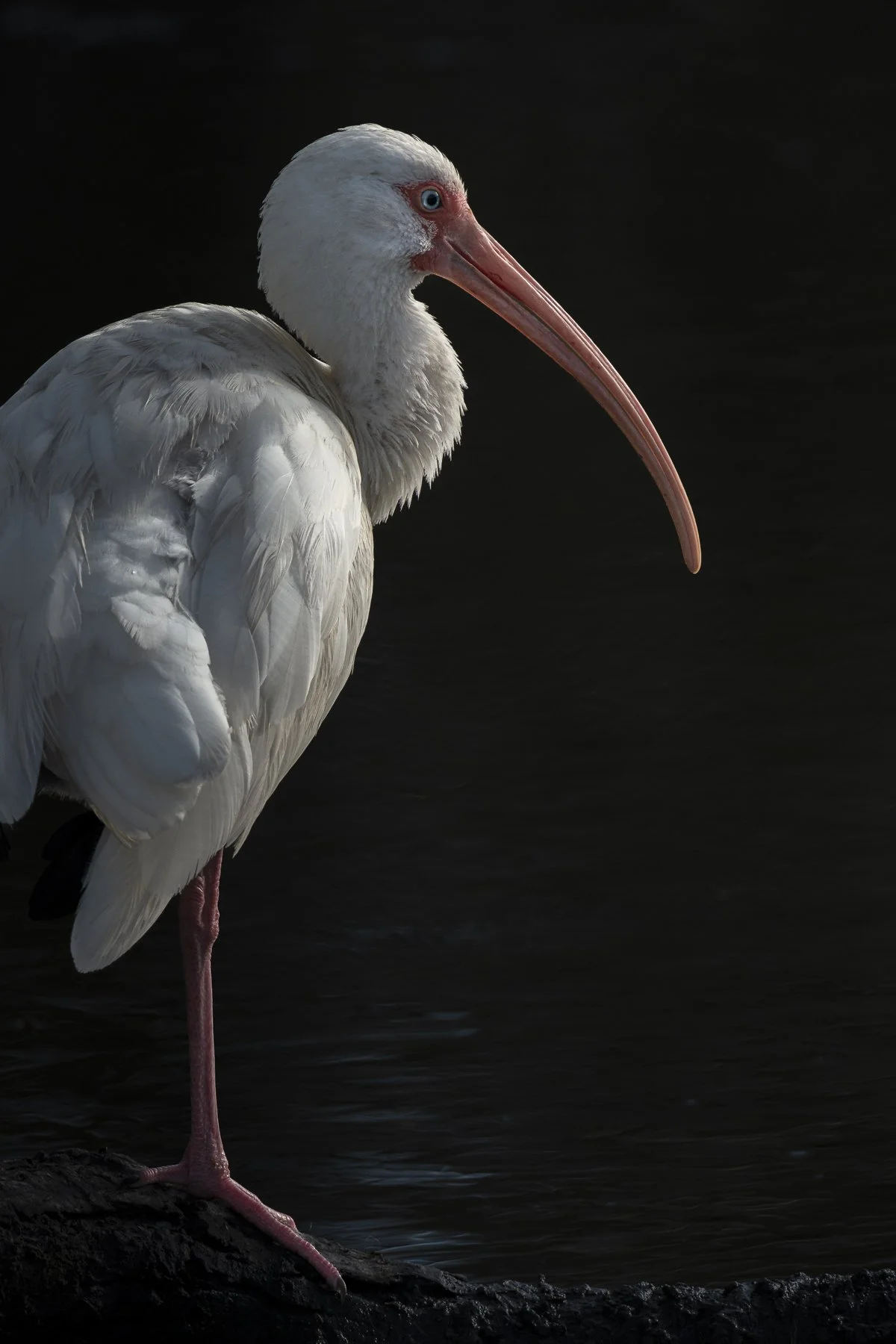 Ibis in Aransas