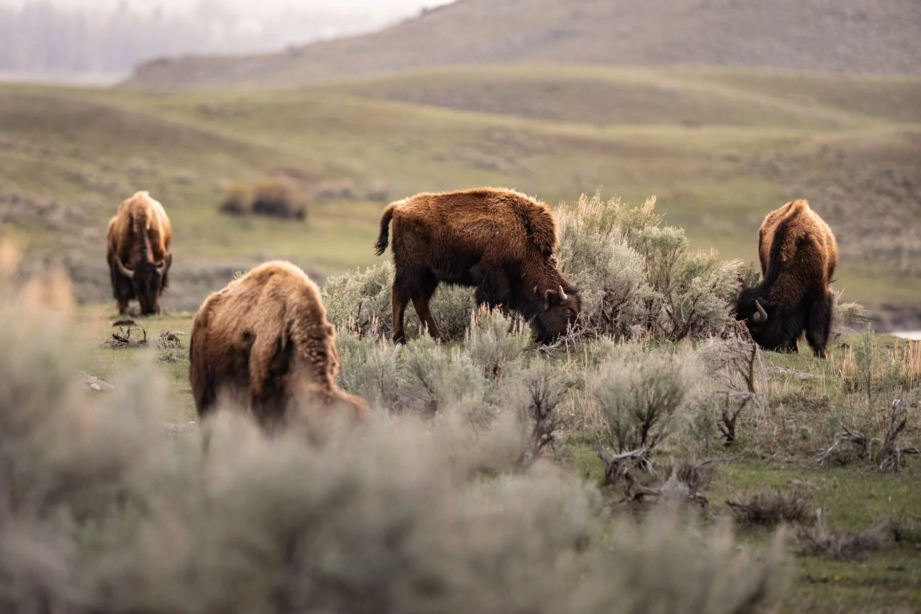 2026-05-03[Yellowstone Wildlife Safari- Rosemarie Skillman]- WEB-11.jpg