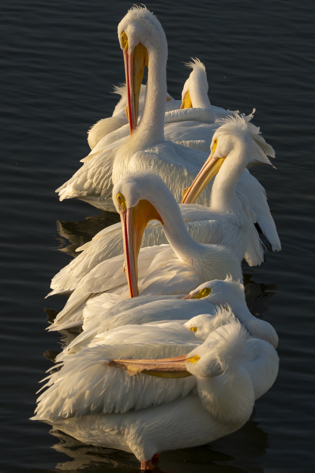 Pelican Pillar