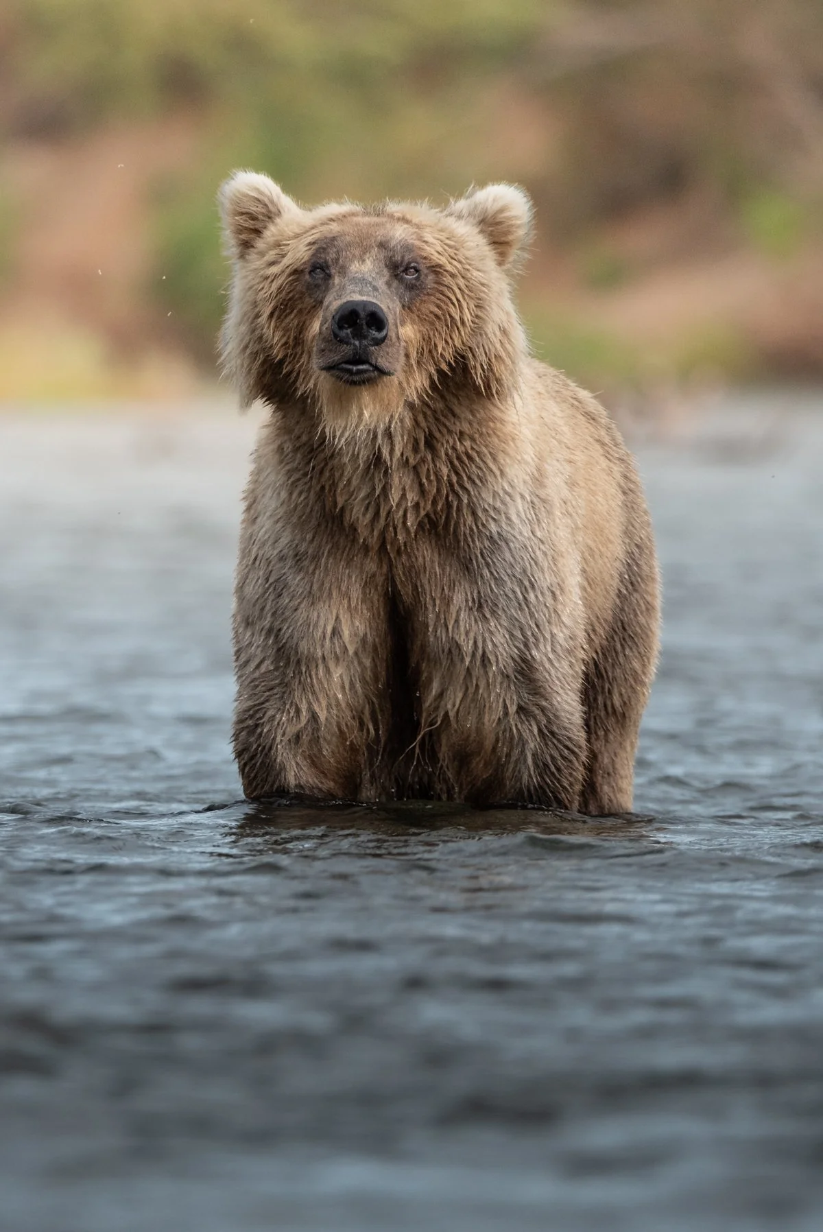 2026-07-30 [Great Bears of Katmai- Rosemarie Skillman] WEB-18.jpg
