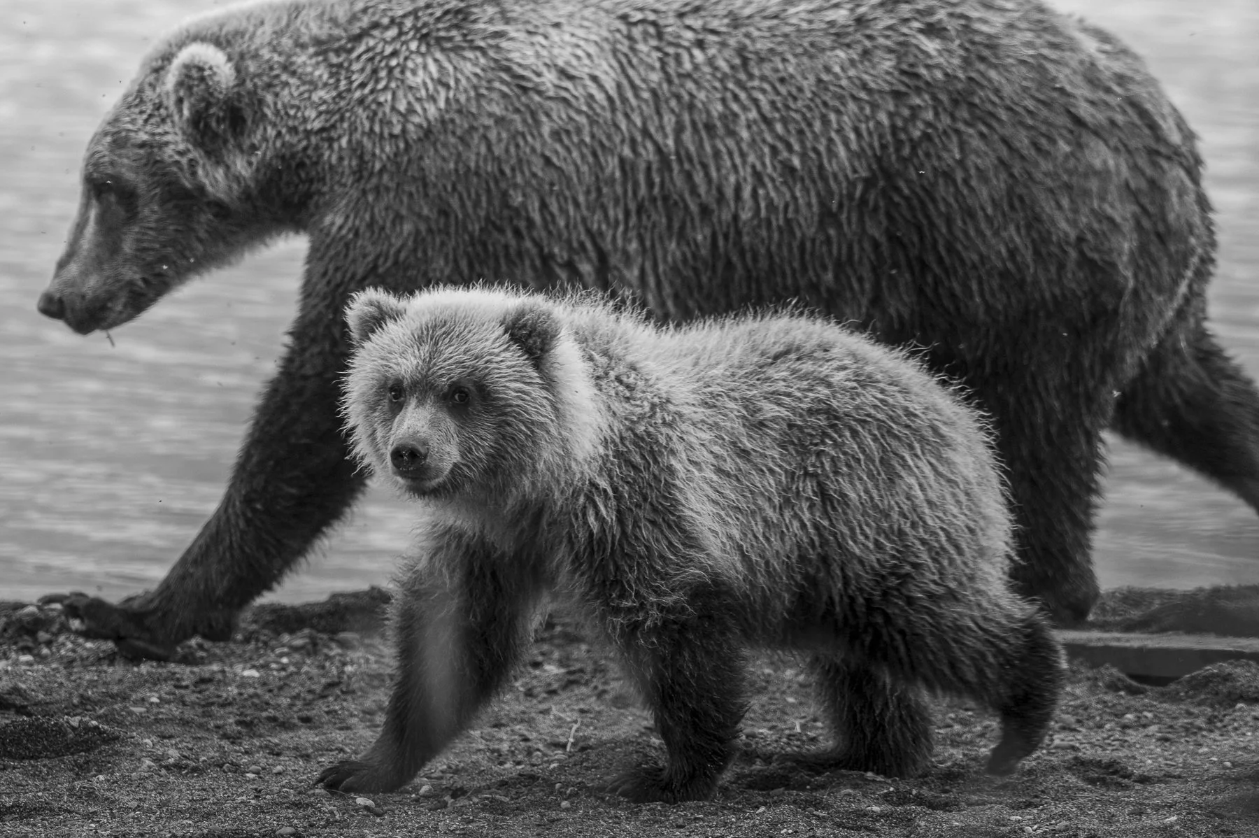 2026-09-06 [Brown Bears of Alaska Brooks Falls Rosemarie Skillman] WEB-11.jpg