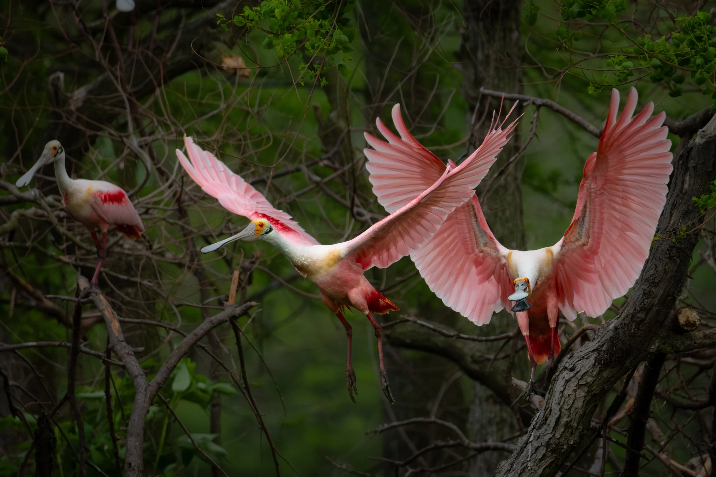 Spoonbill 1.jpg