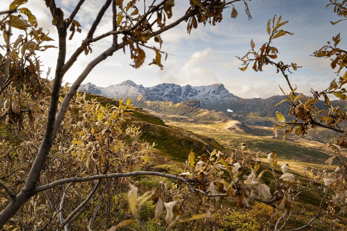 Hatcher Pass in Yellow