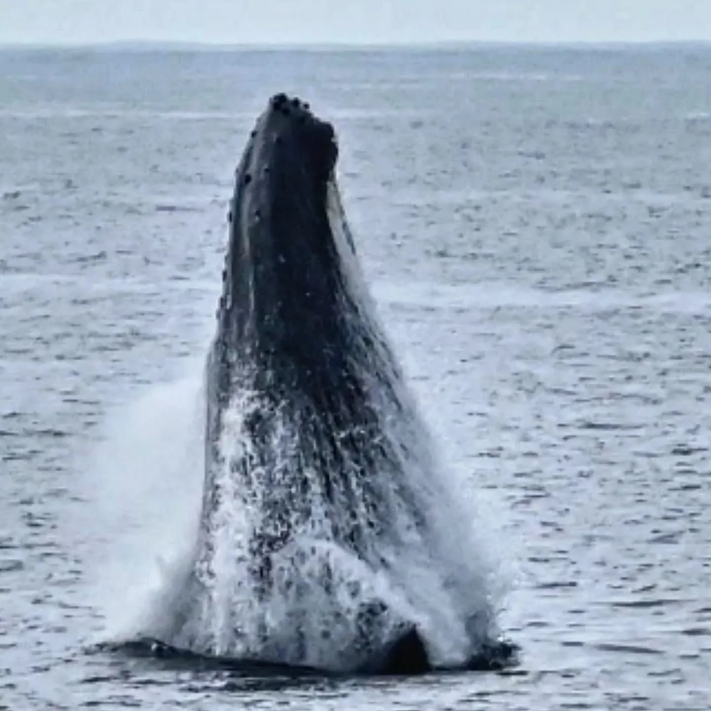 If you ve ever seen a 50 foot #humpbackwhale breach it's not a sight you are likely to forget - here is one breaching at the #hawaiianislandshumpbackwhalenationalmarinesanctuary  and nursery