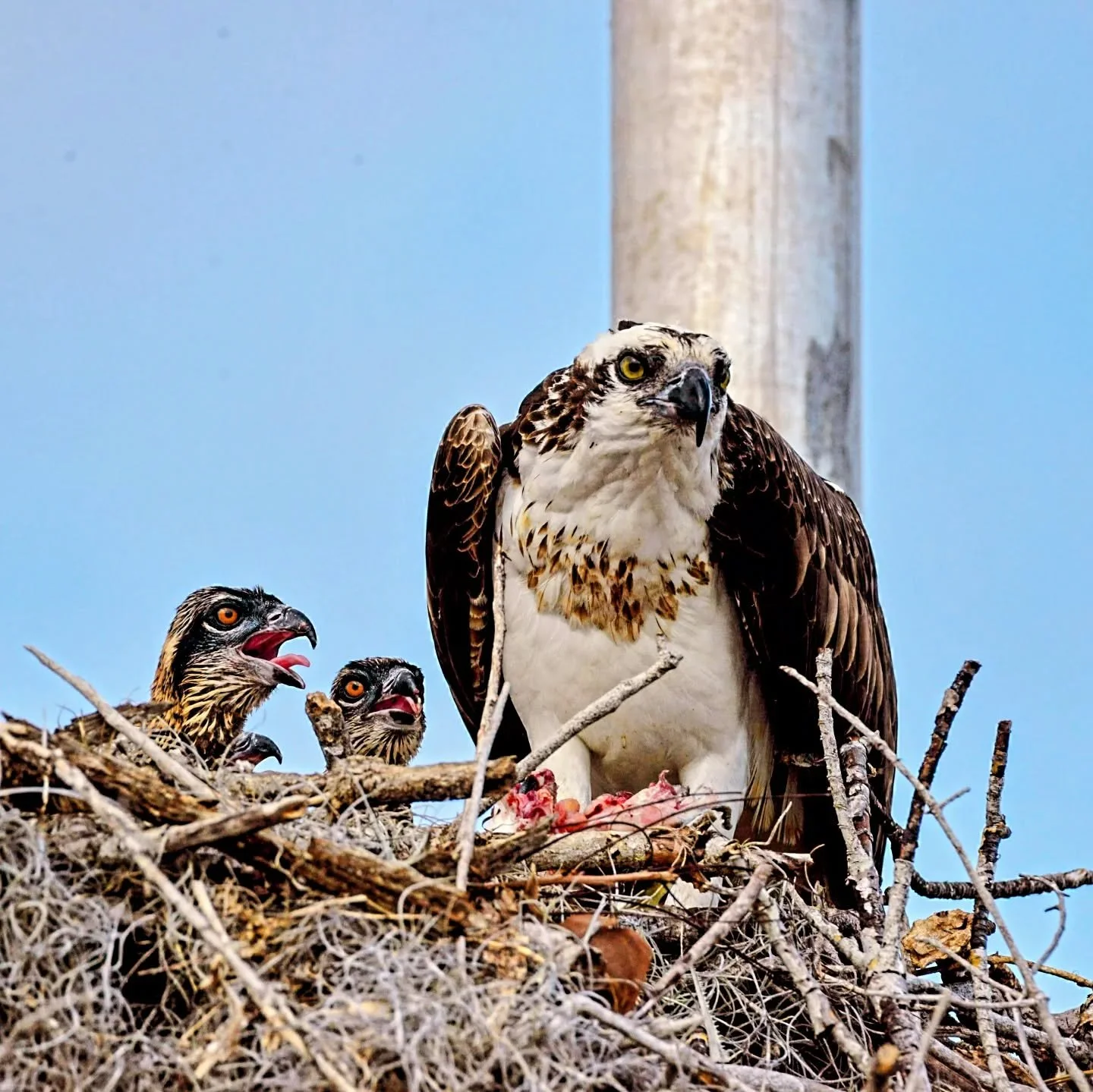 #everglades from a decade ago :#ospreychicks #floridamanatee  #woodstork #americancrocodile roseate spoonbill, white and brown pelicans, red-shouldered hawks, neotropical cormorant, anhinga - truly, truly wild