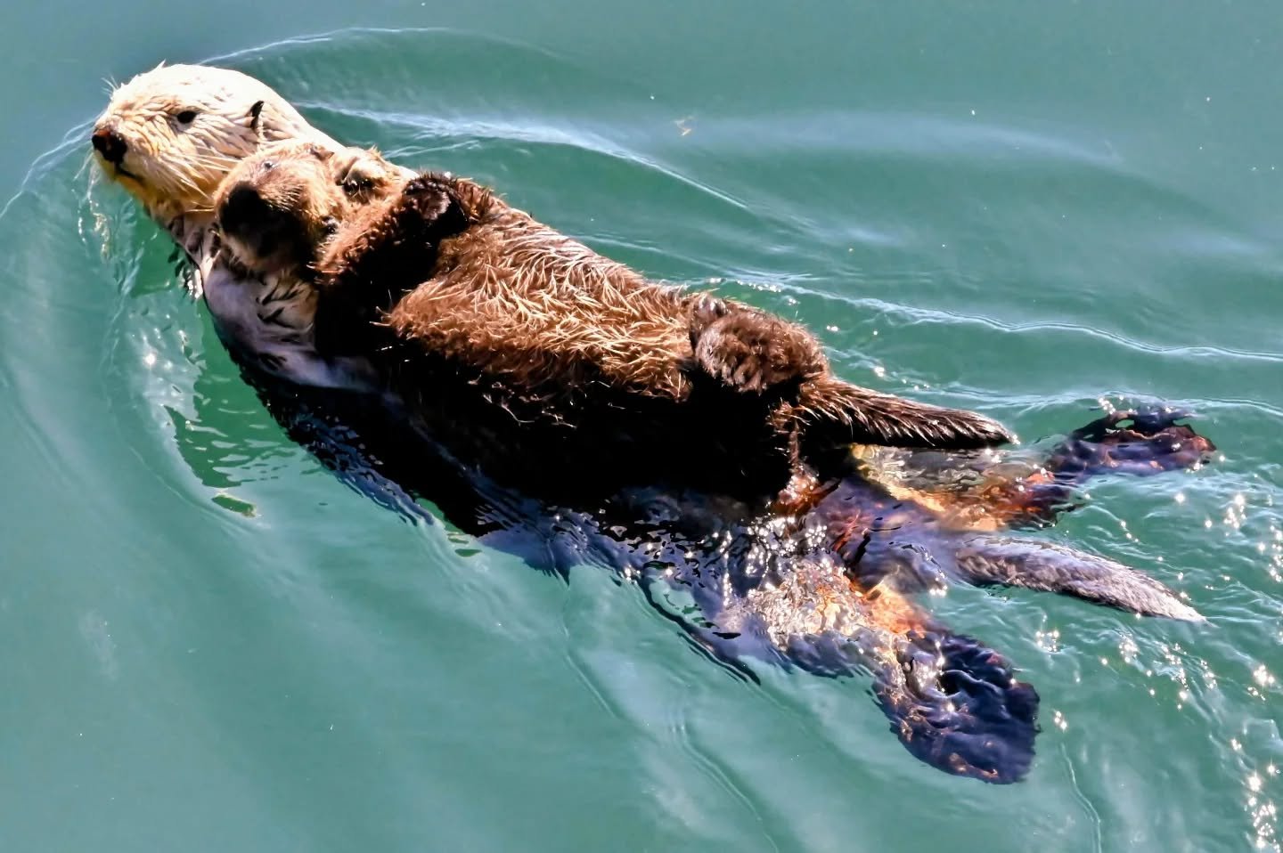 #californiaseaotter mum and pup float by, Monterey Fisherman's Wharf,  2024