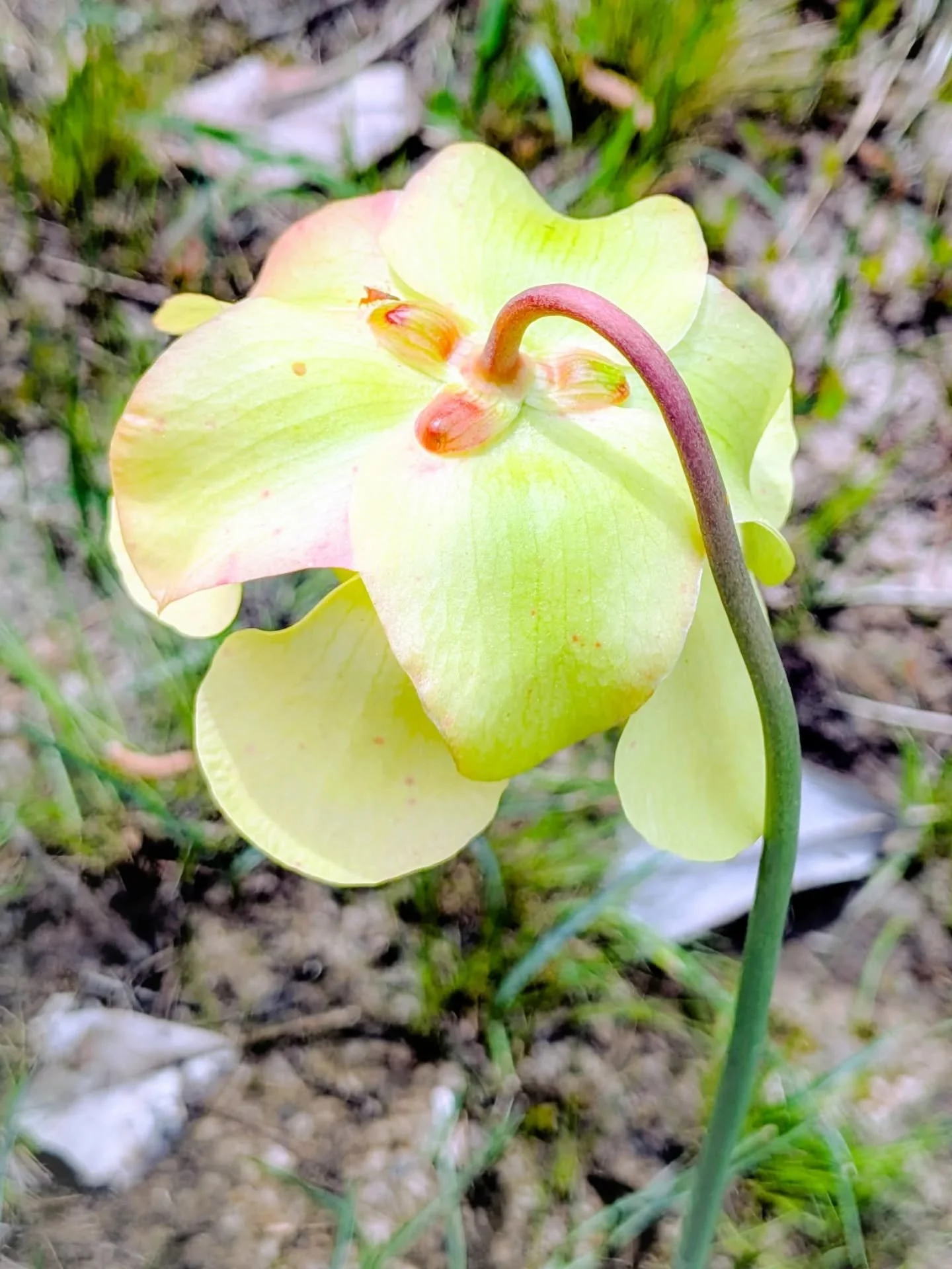 The #pitcherplant blooms are turning the marsh into a meadow , the #virginiairis is blooming, and the #woodstork s are nesting. It's spring !