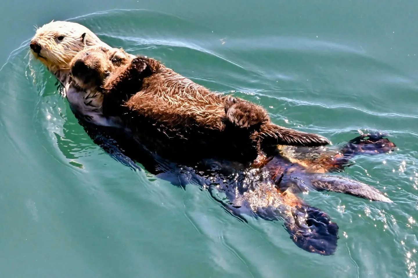 #californiaseaotter mum and pup float by, Monterey Fisherman's Wharf,  2024