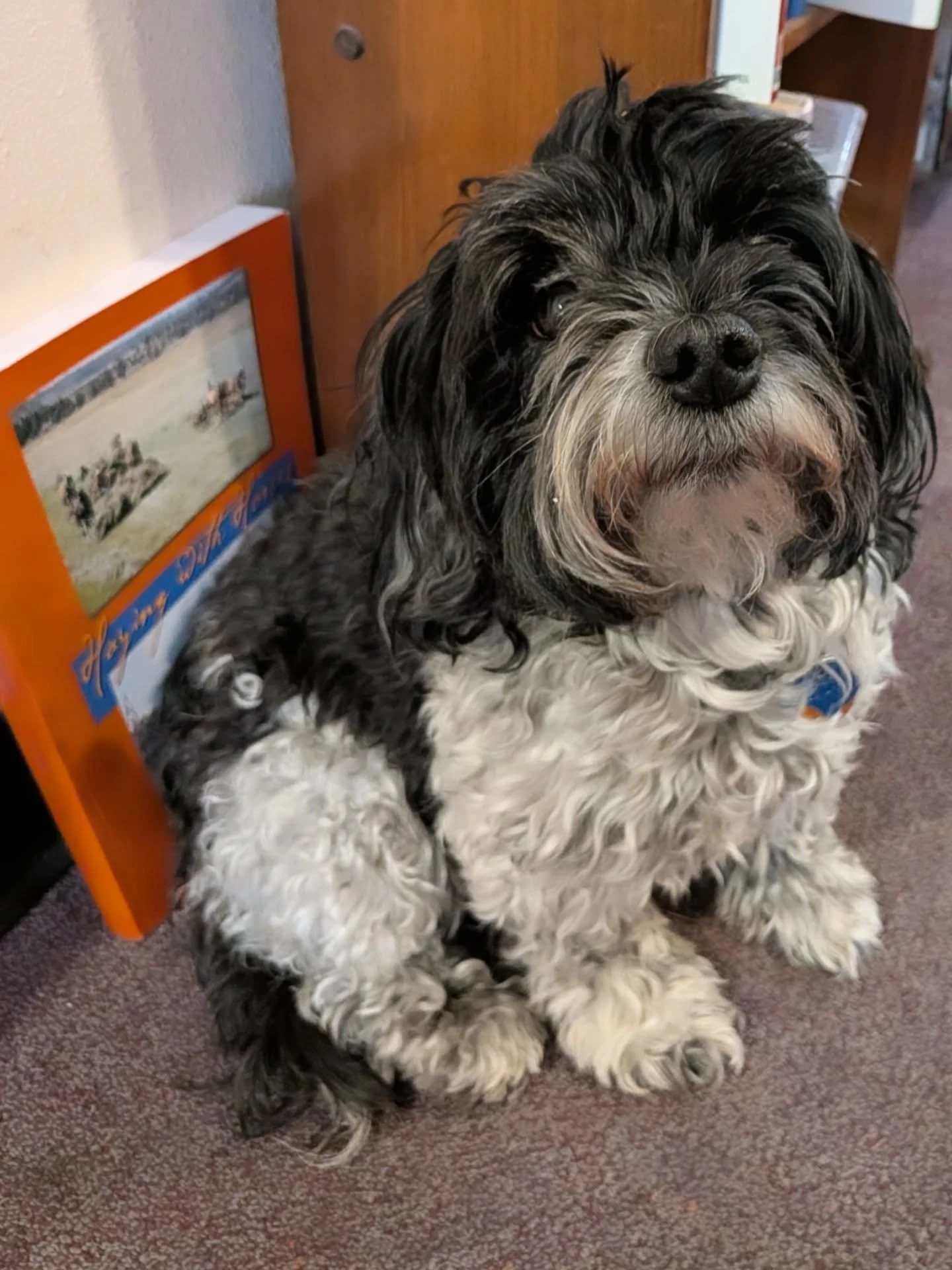 Spending time with Maribel, the bookstore dog, at Bluestem Books, Lincoln NE a few days ago