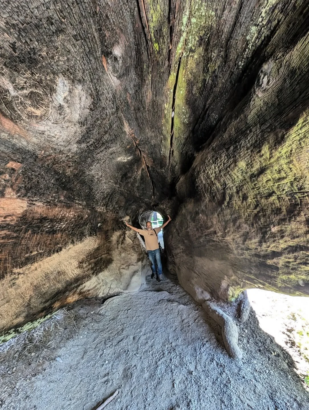 Happy #earthday ! Inside the trunk of a walk-trhu, dead #giantsequoia at @kingscanyonnationalpark in 2024