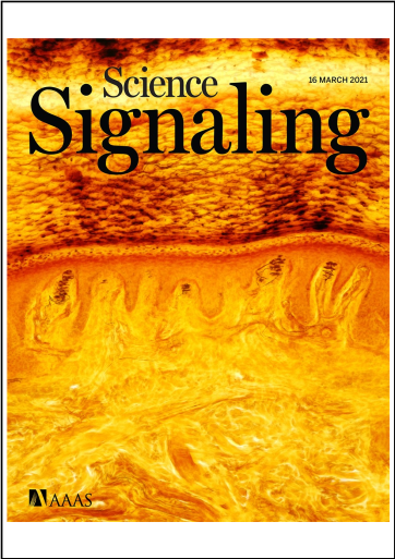 A ligand-receptor interactome platform for discovery of pain mechanisms and therapeutic targets. Science Signalling, 2021 (co-corresponding author)