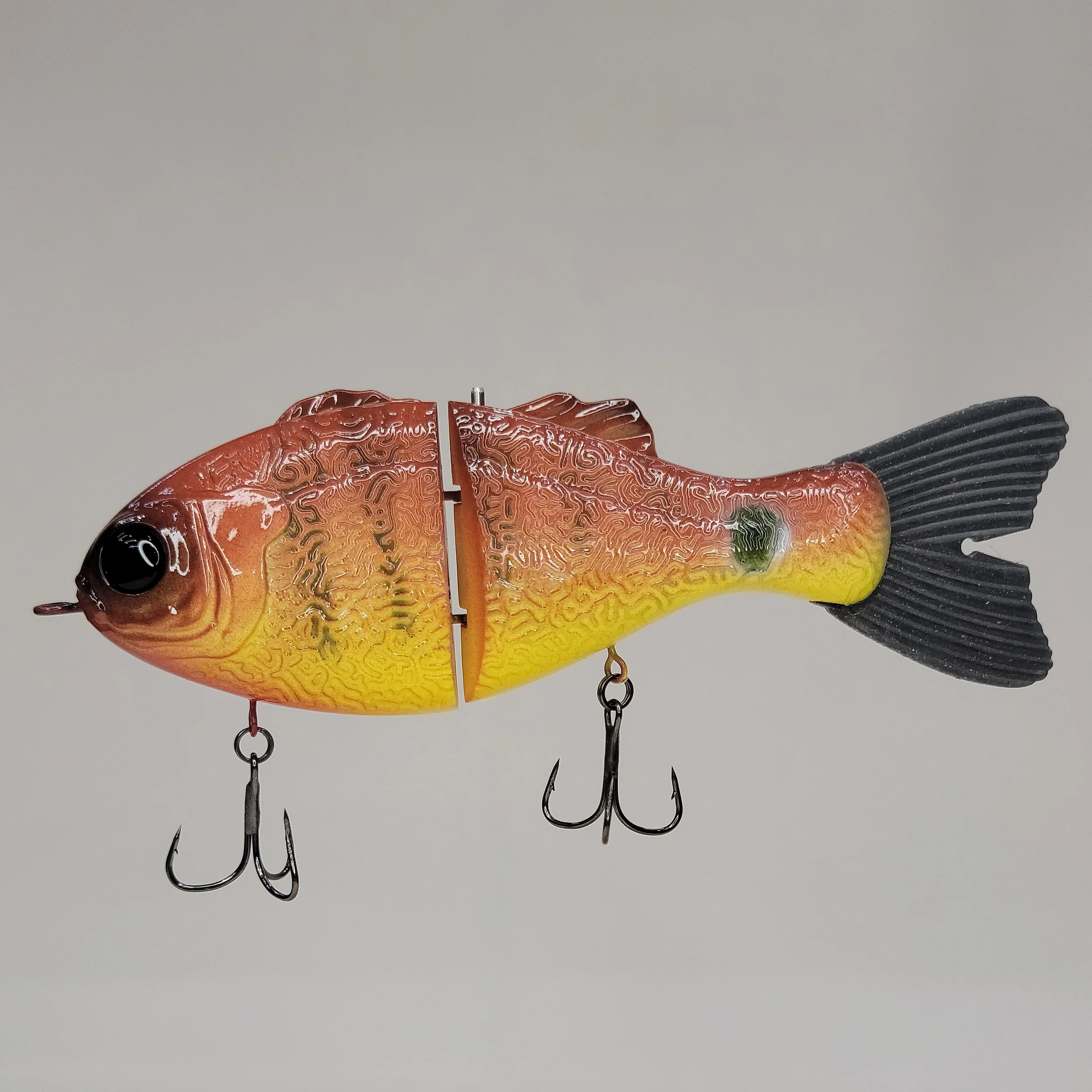 mayan cichlid.jpg