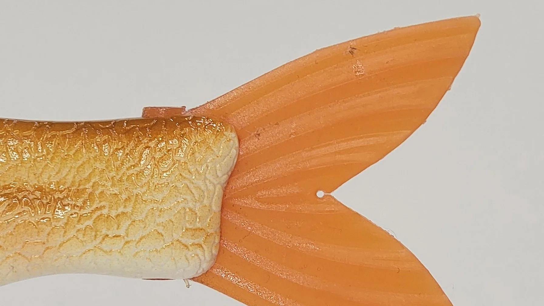 yellow back tail.jpg