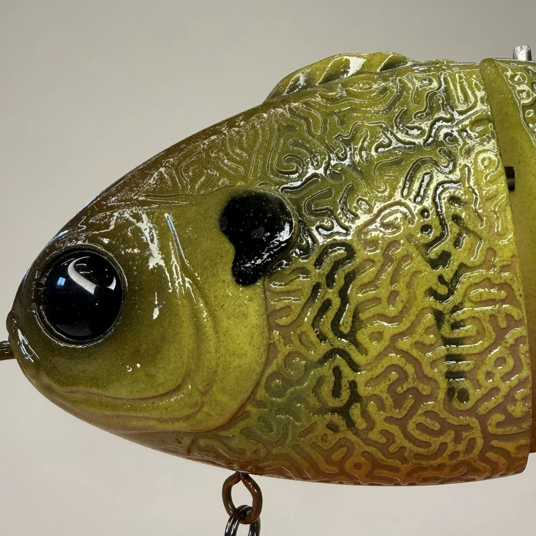 dropout gill head.jpg