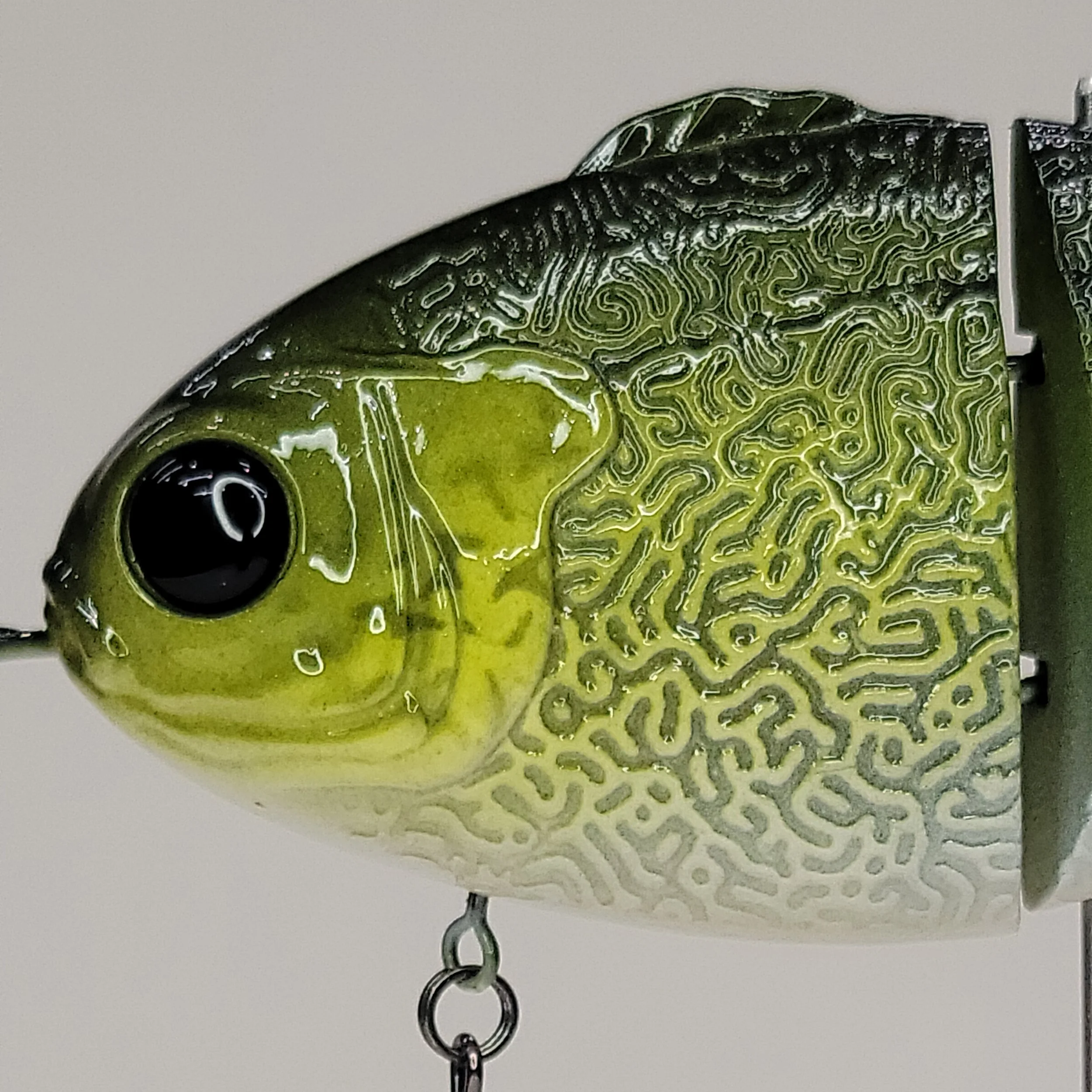 black crappie head.jpg