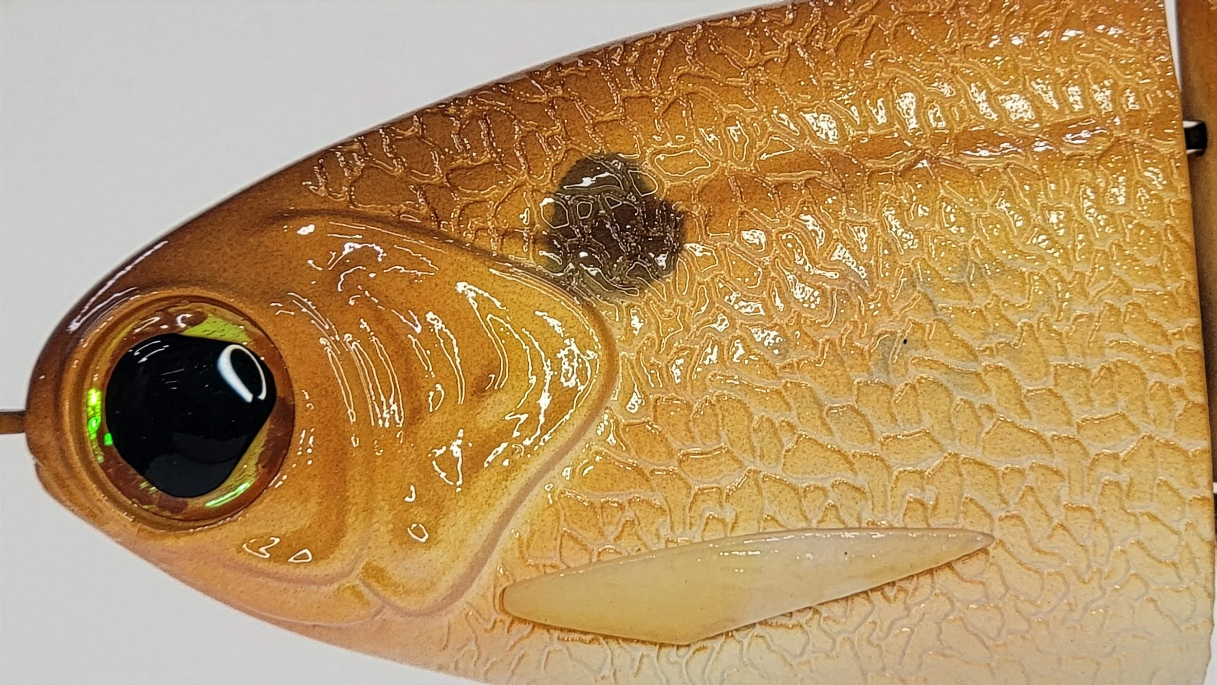 yellow back head.jpg